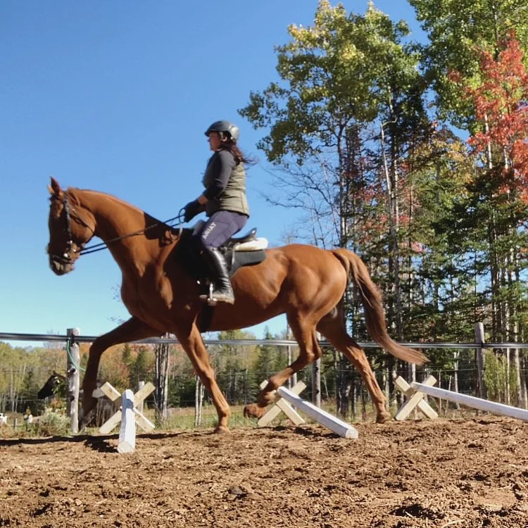 A woman riding a brown horse on a dirt trail, wearing a helmet, gray and black clothing, with a background of trees and a clear blue sky.