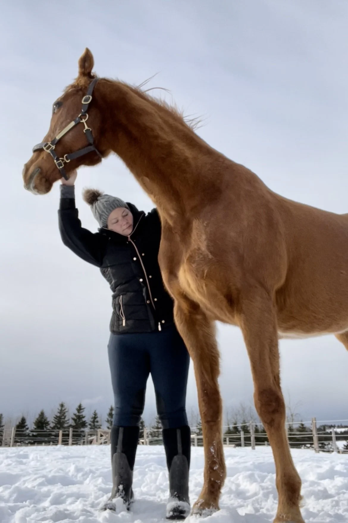 A woman in winter clothing touching a tall, brown horse's head outdoors in a snow-covered area.