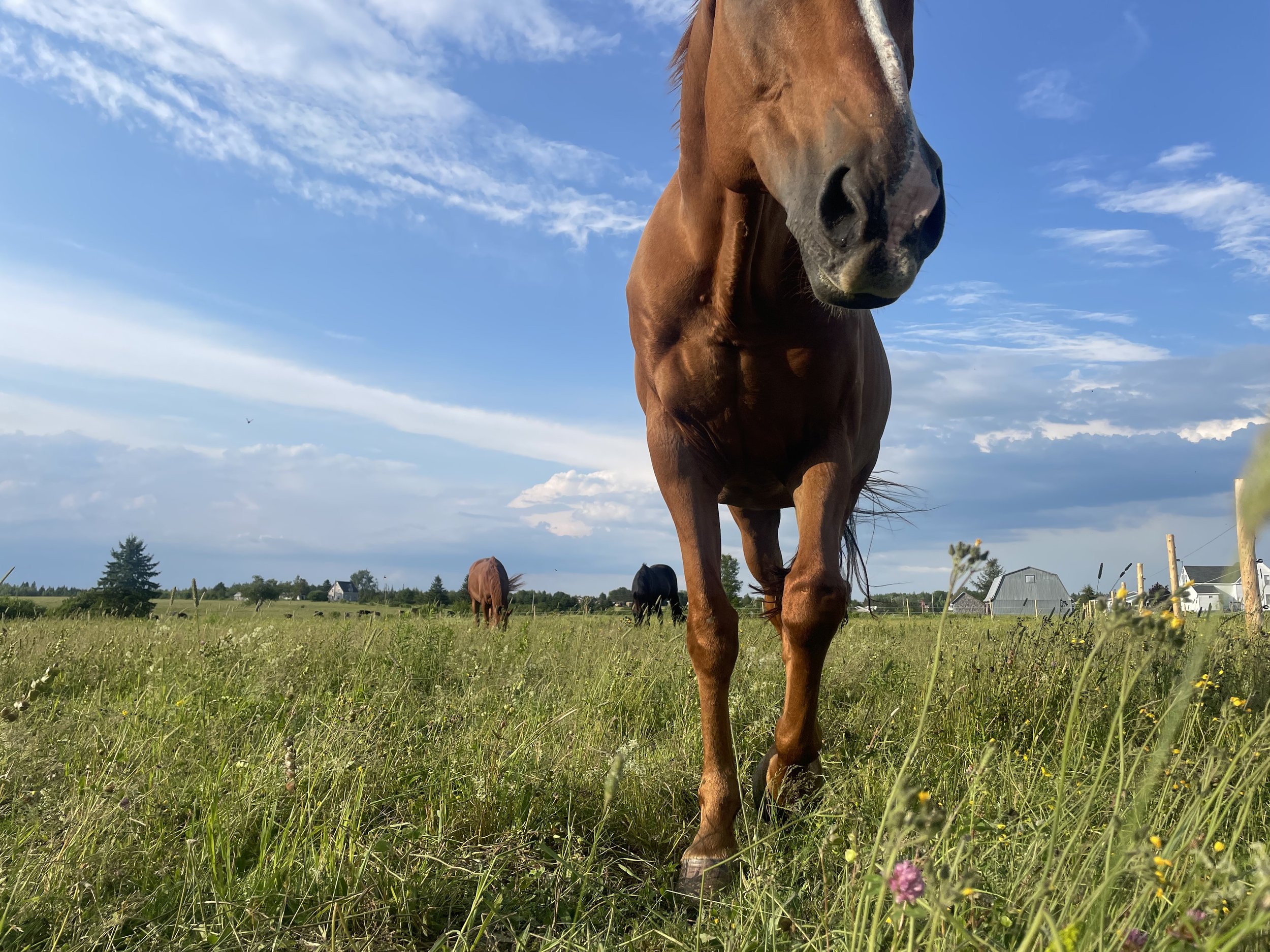 Close-up of a brown horse walking across a grassy field under a partly cloudy sky with other horses and farm buildings in the background.