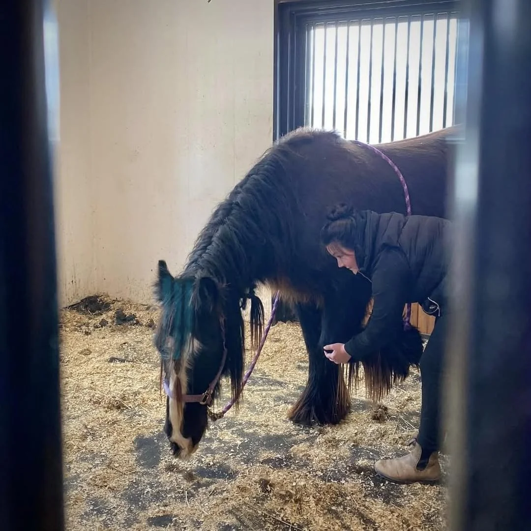 Tiffany Bastarache, MMCP leaning over to do scapula releases with a large black horse inside a stable