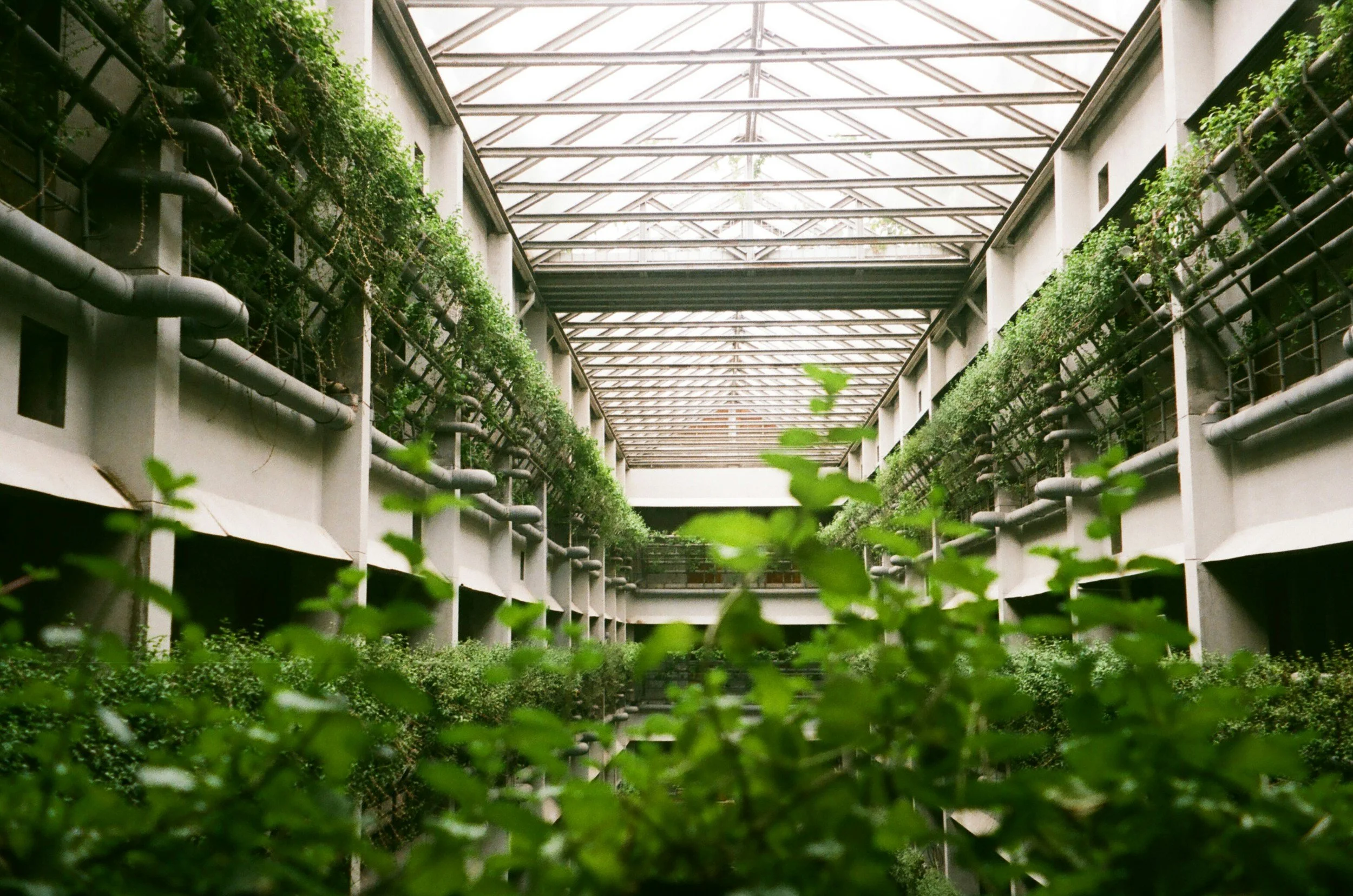 Interior de un invernadero con plantas verdes, paredes blancas, tuberías metálicas y una estructura de techo de cristal.