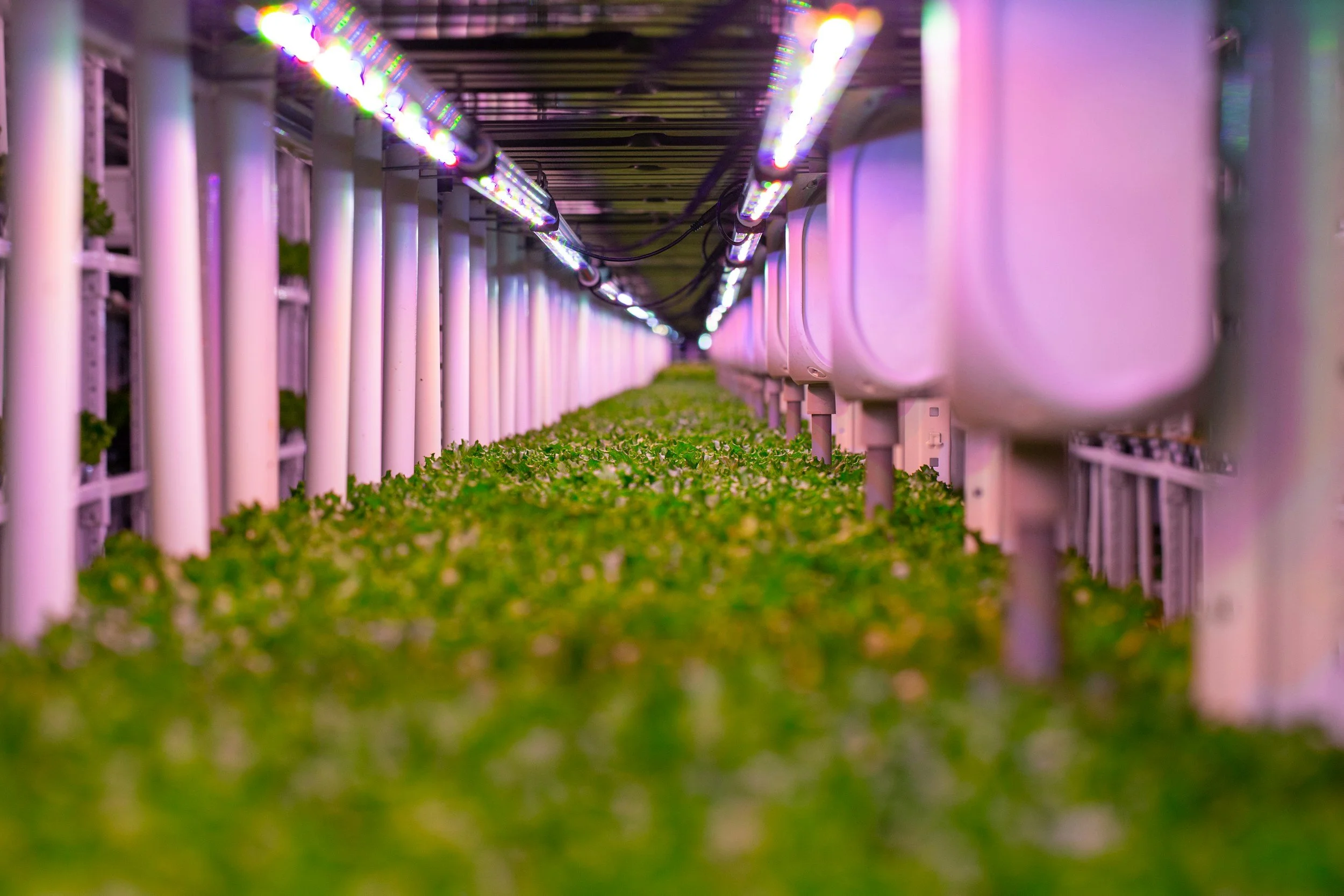 Cultivo interior de plantas bajo luces LED en un entorno controlado.