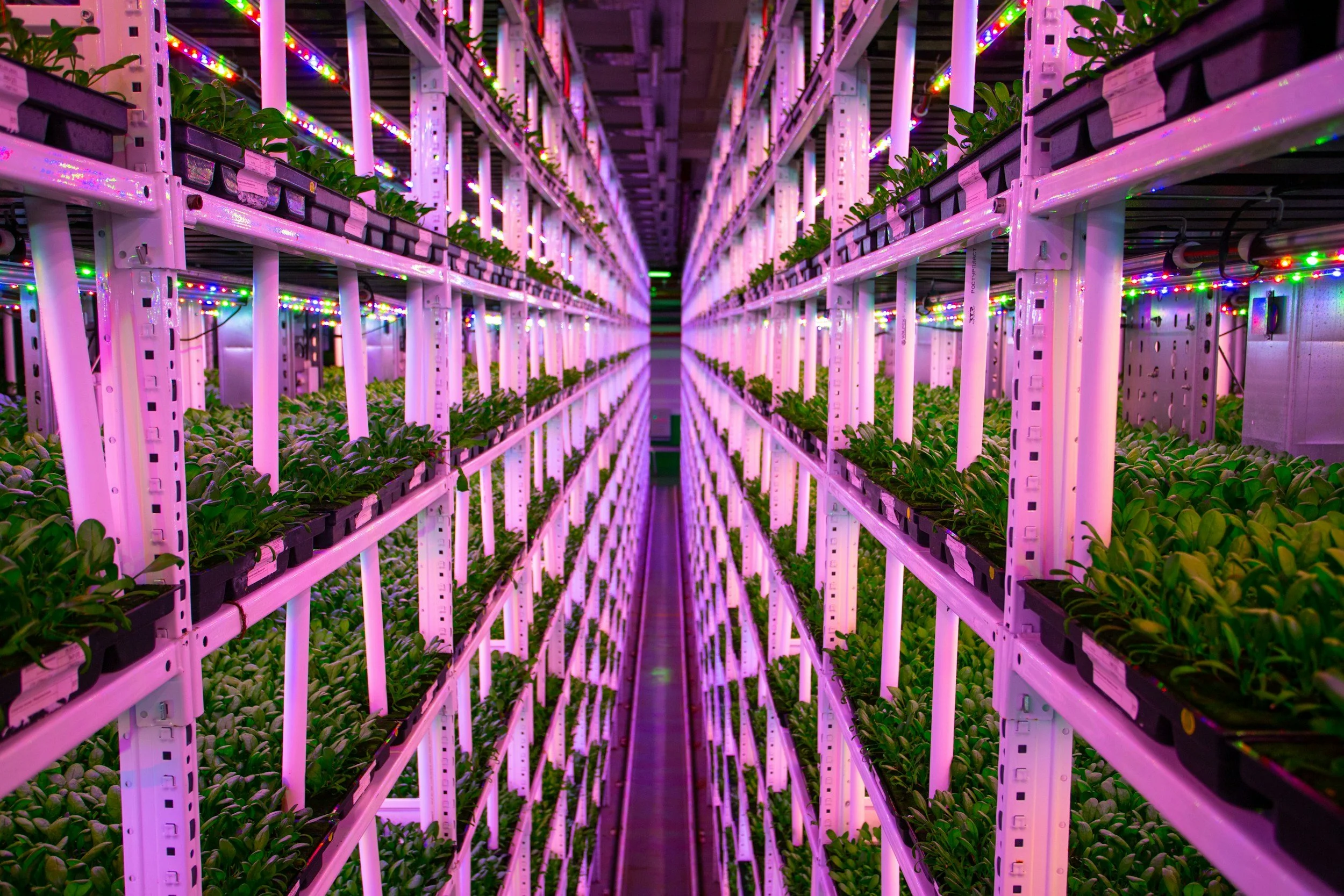 Invernadero con plantas en estanterías iluminadas con luces LED moradas y verdes.