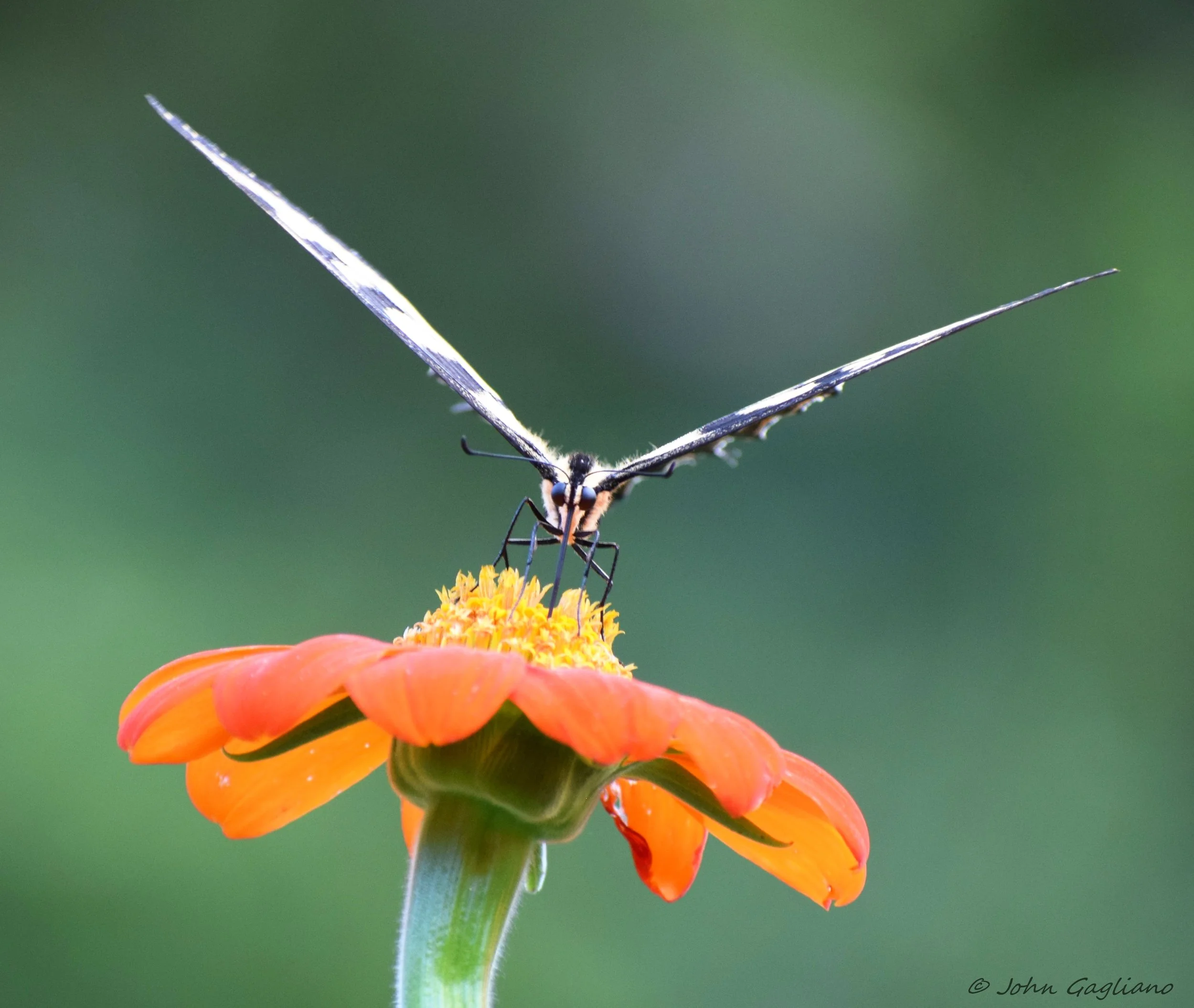 Eastern Tiger Swallowtail