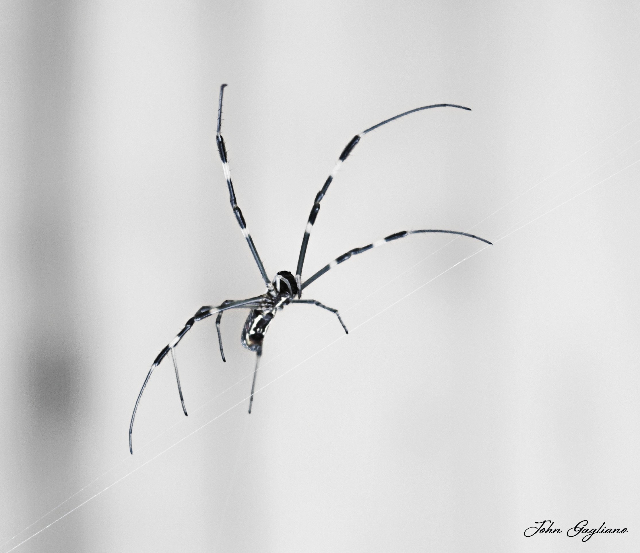 Joro Spider 