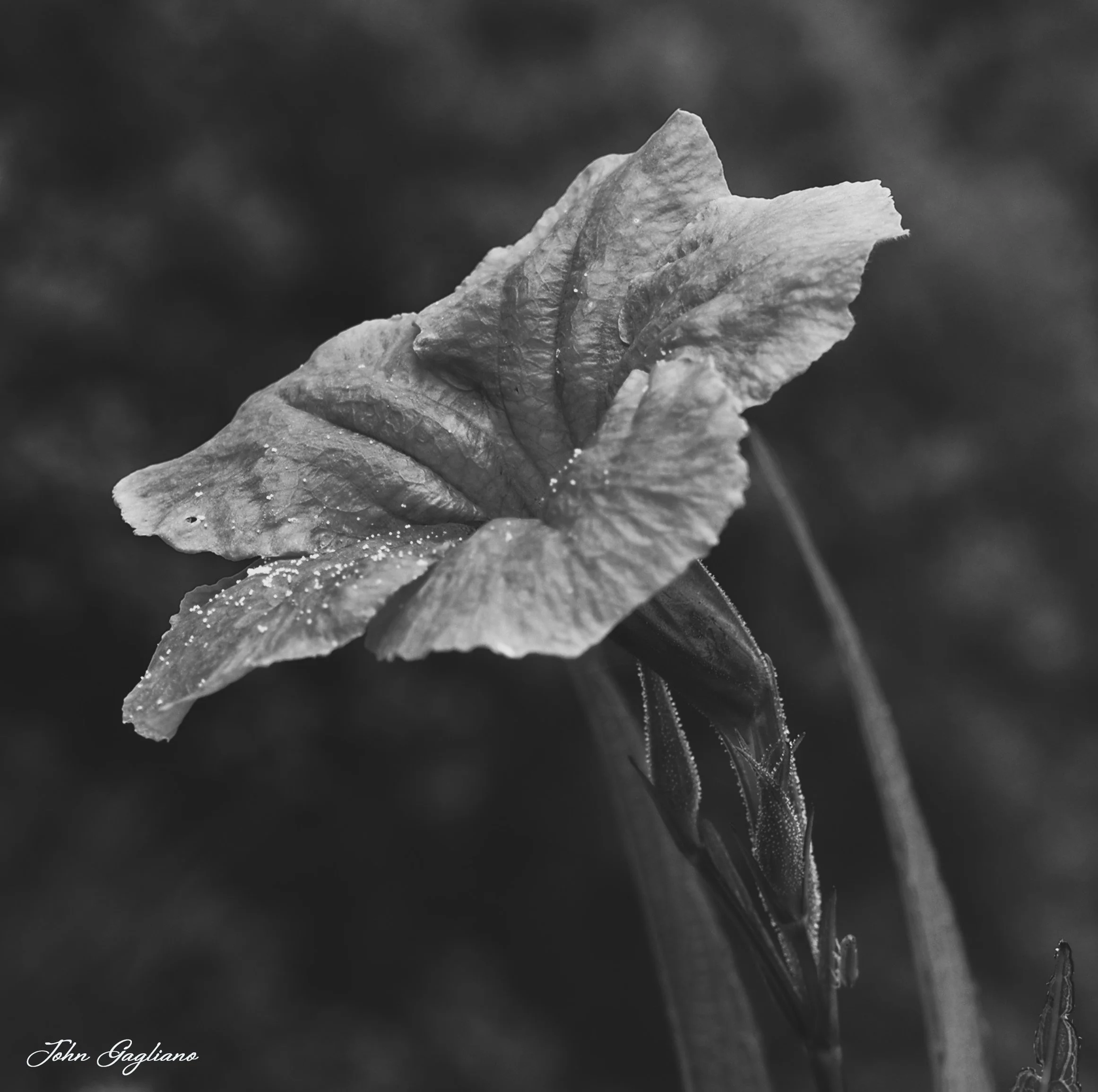 JDG_7990 1 copy.jpg