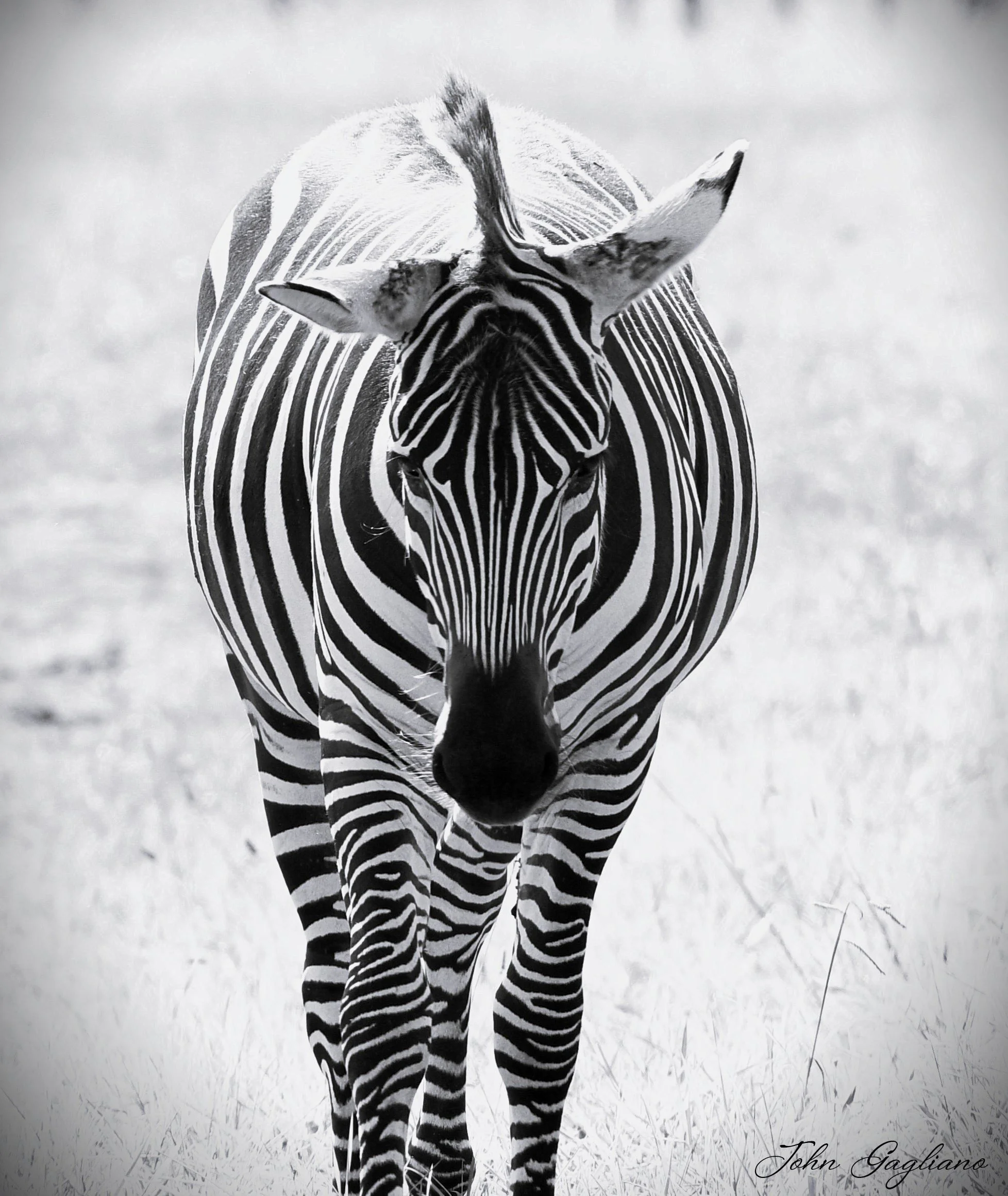 Zebra at Georgia Safari Conservation Park 