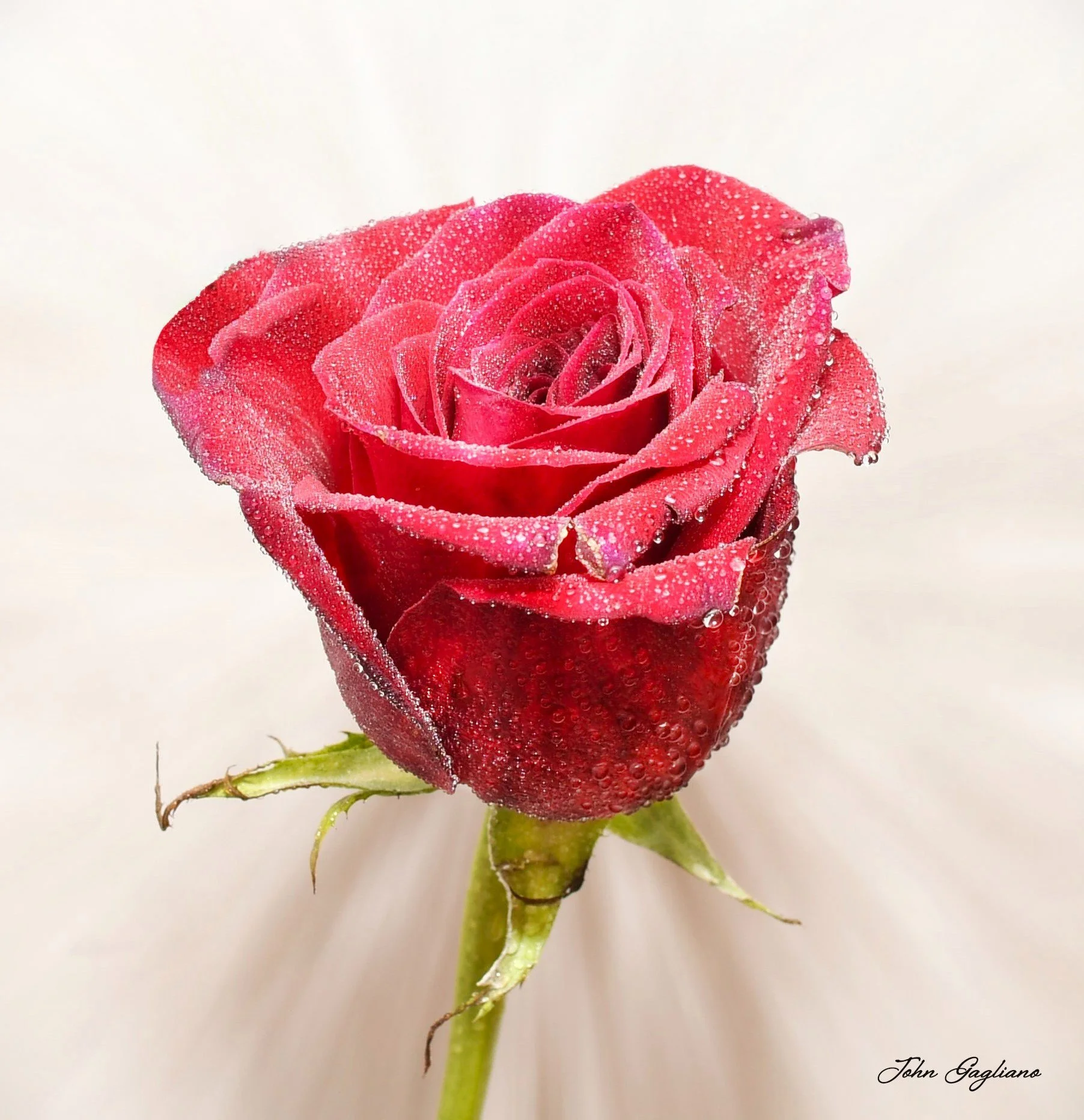 Rose with water droplets