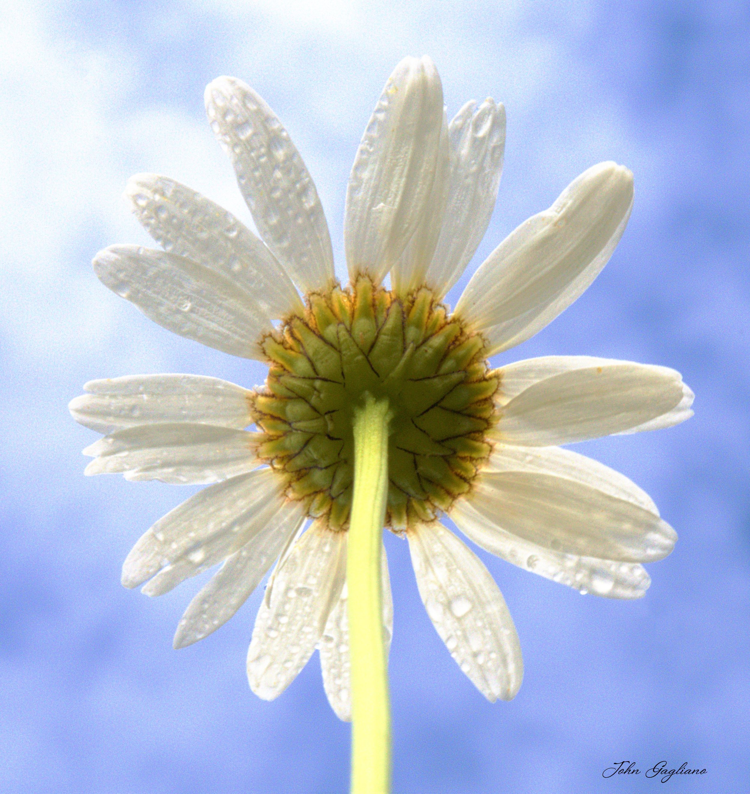 back of flower  final copy.jpg