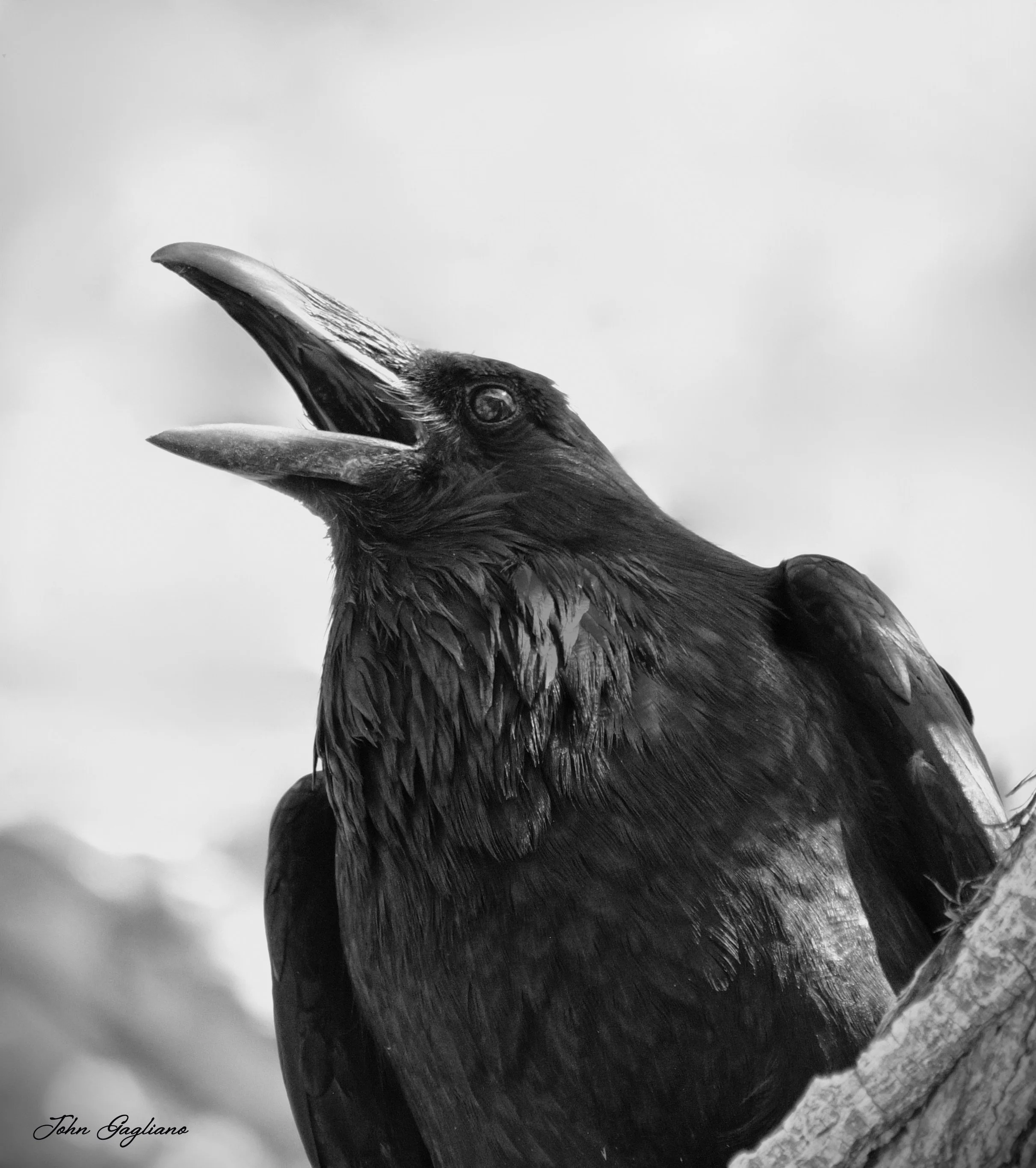 Common Raven