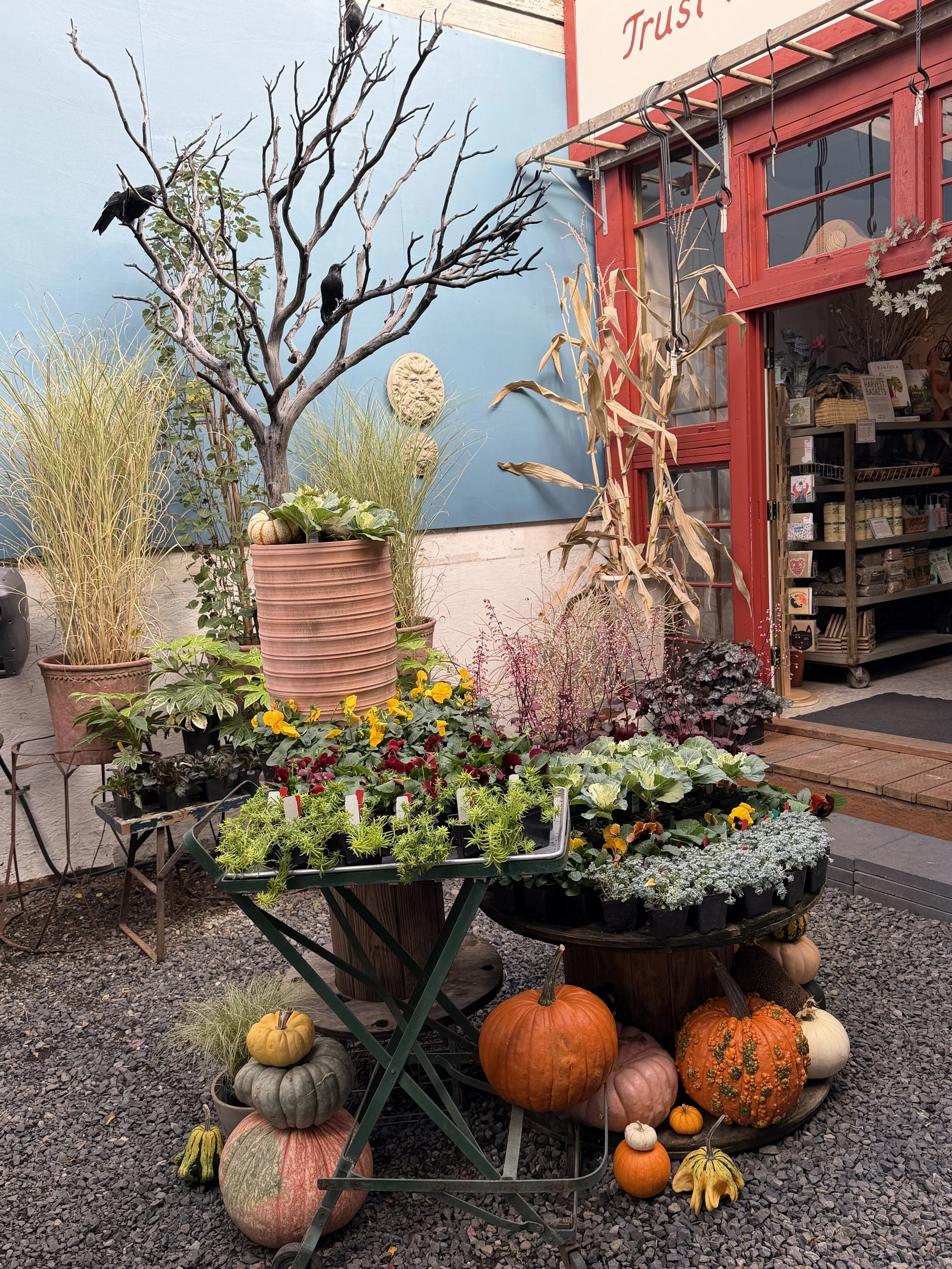 Fall display outside a garden shop with potted flowers, ornamental grasses, pumpkins, dried corn stalks, and black bird decorations.