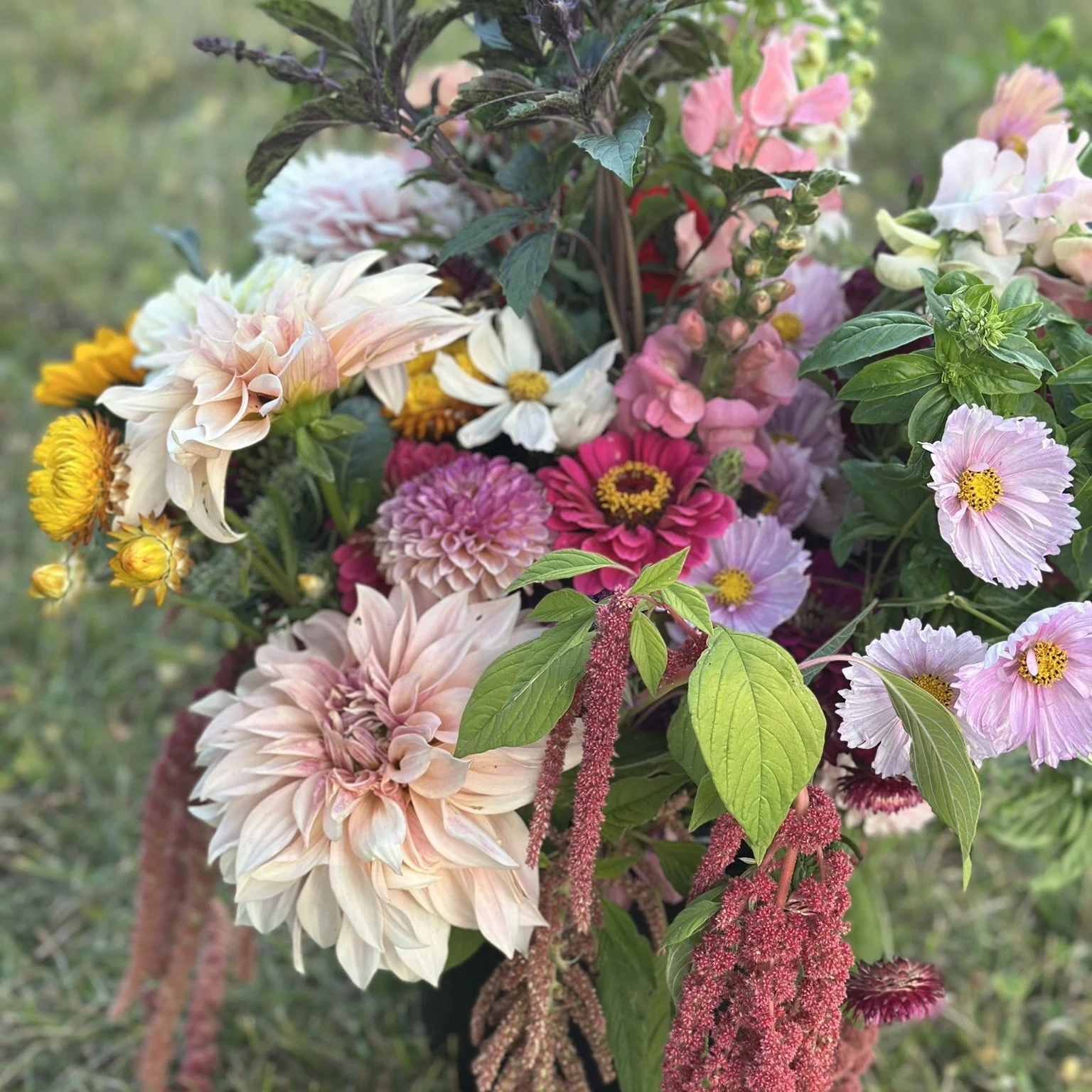 U-pick Flowers on the Farm