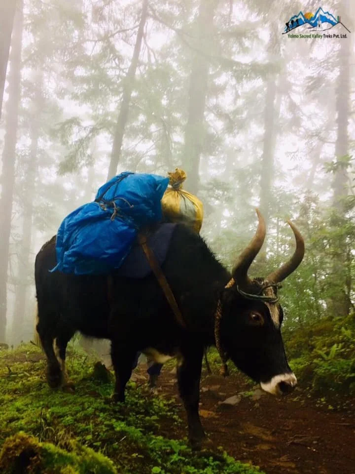 A yak with large horns carrying multiple colorful backpacks walking through a foggy forest.
