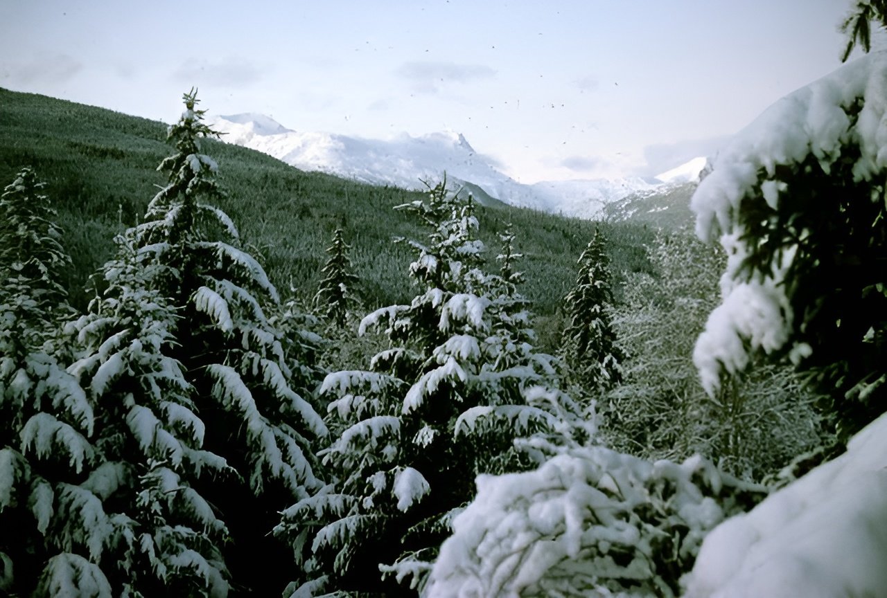 Tell P&amp;G’s New CEO:&nbsp;Stop Flushing Our Forests for Profit