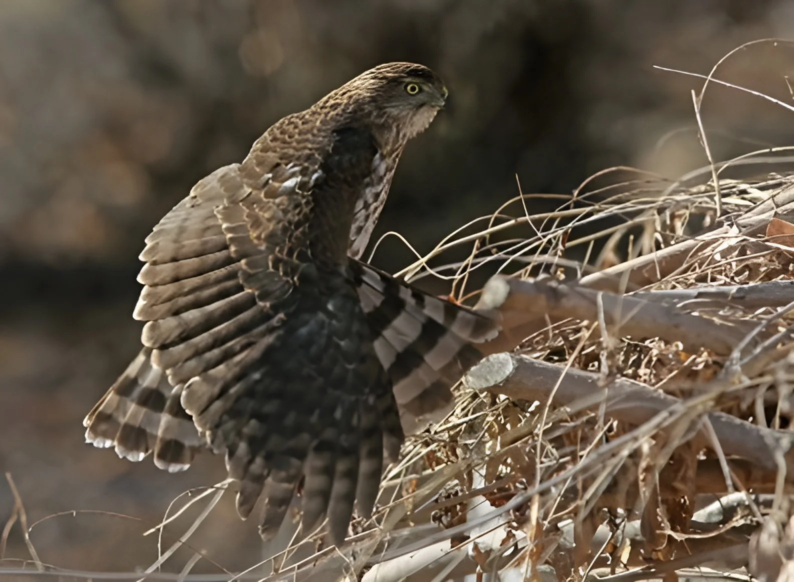 April 2026: Stop the Rollback of the EPA’s Risk Management Program