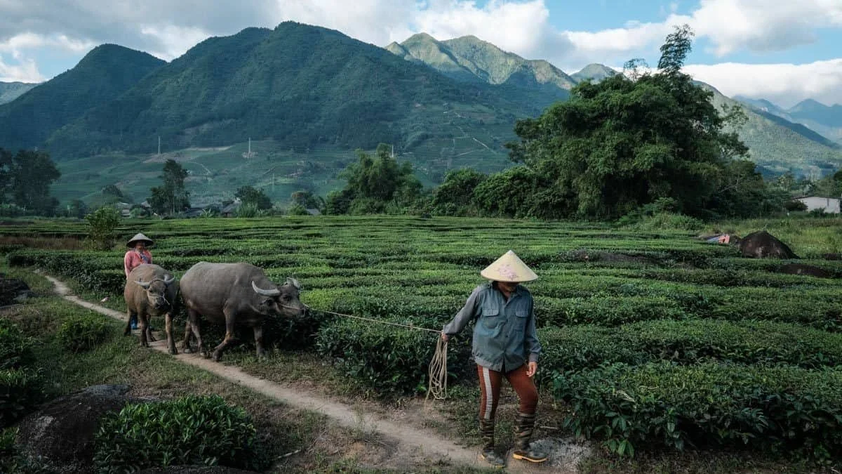 North Vietnam photography tour 2019: field notes.
