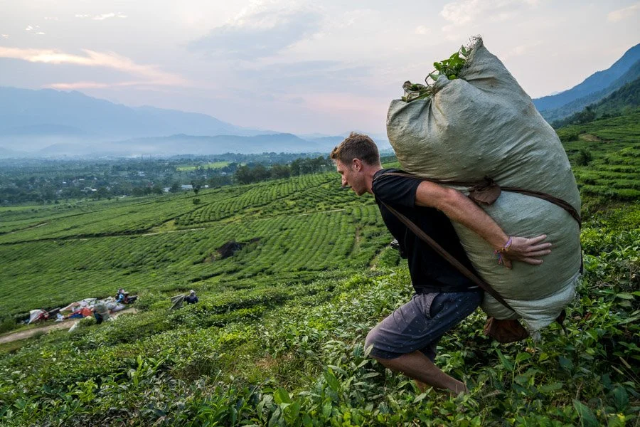 a tourist carrying a bag of tea leaves in the mountains of North Vietnam