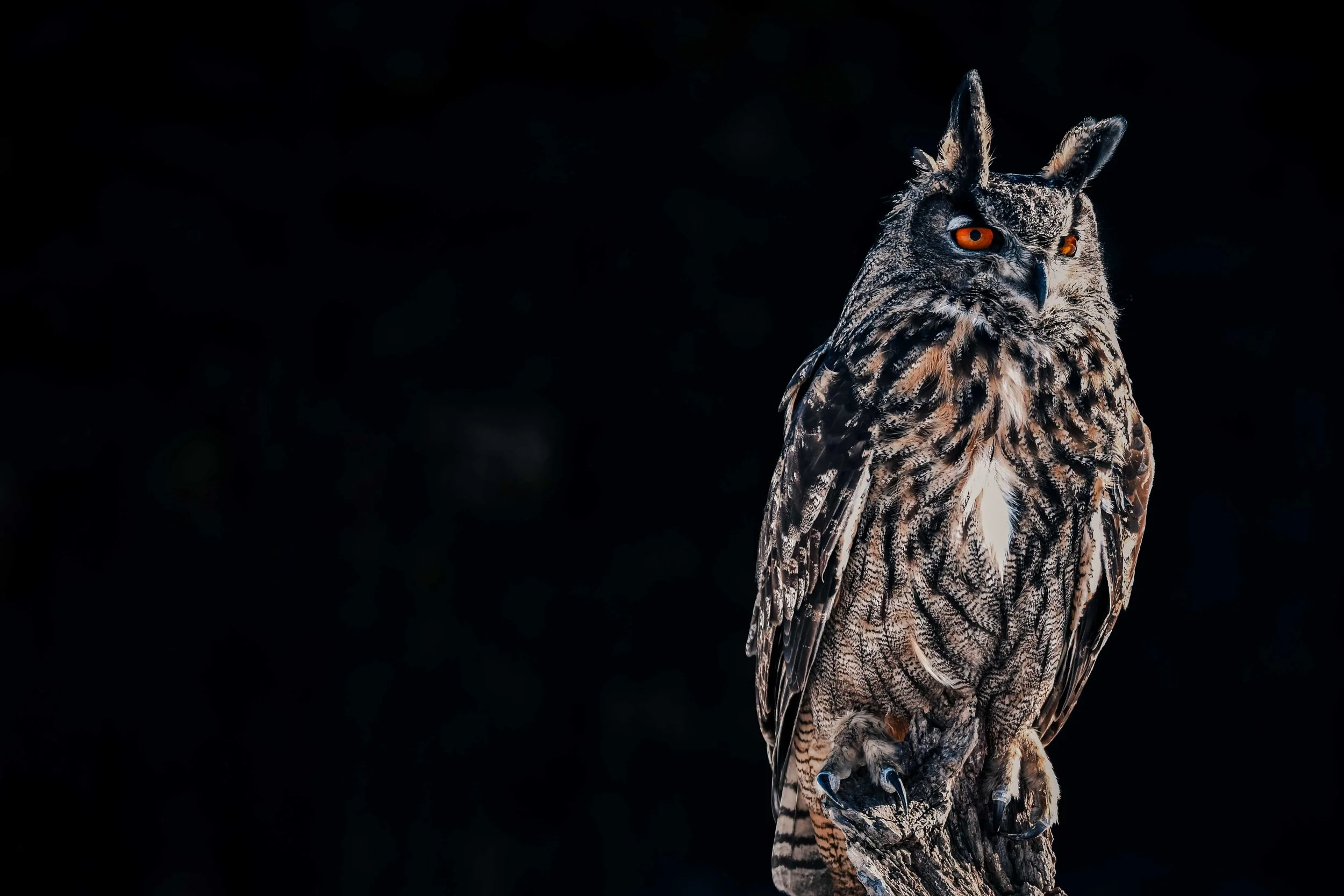 owl 3.jpg