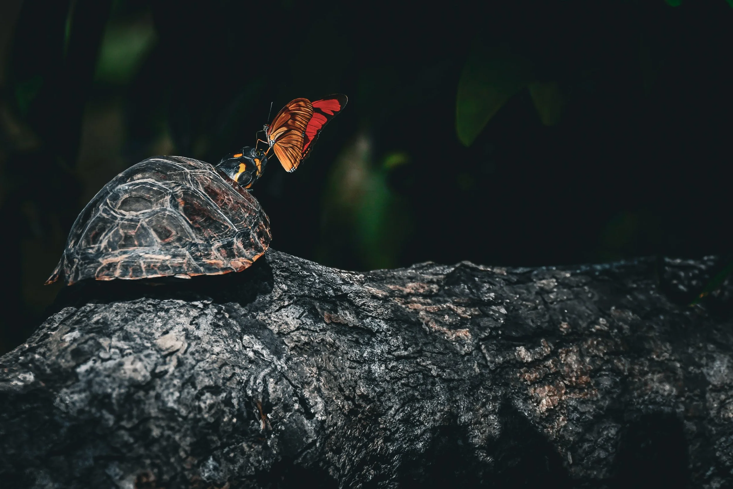 turtle-2.jpg
