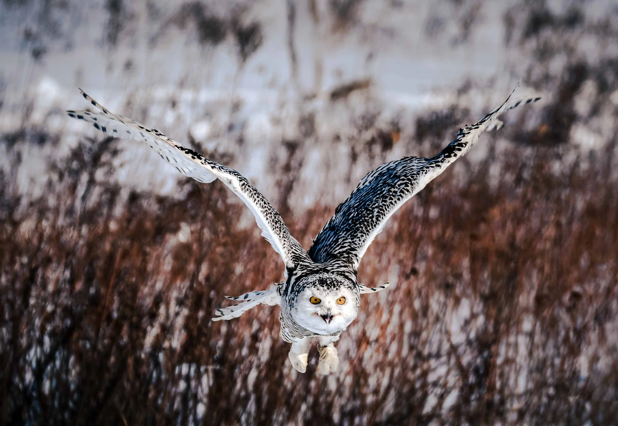 Snowy Owl