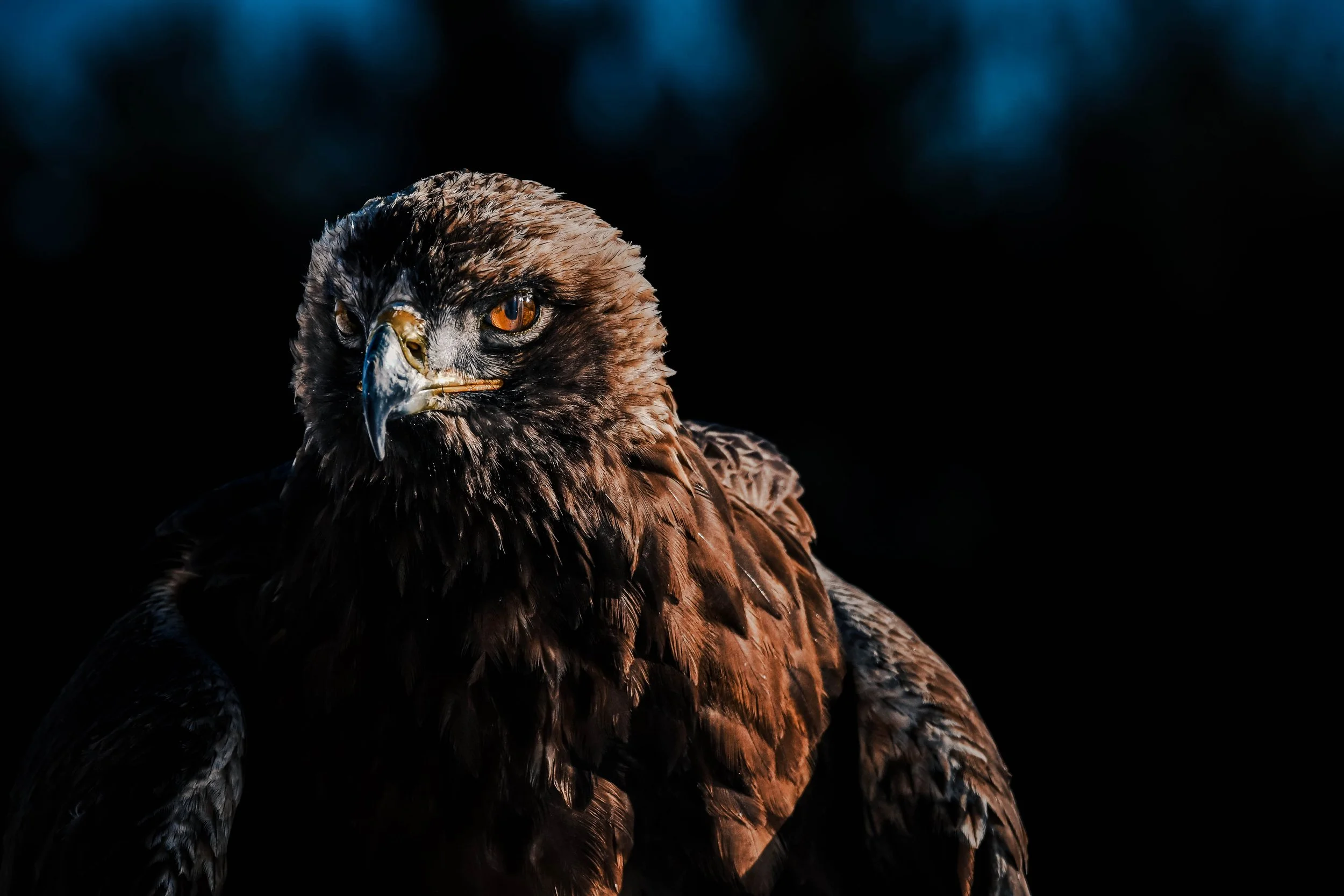 Eagle 1.jpg