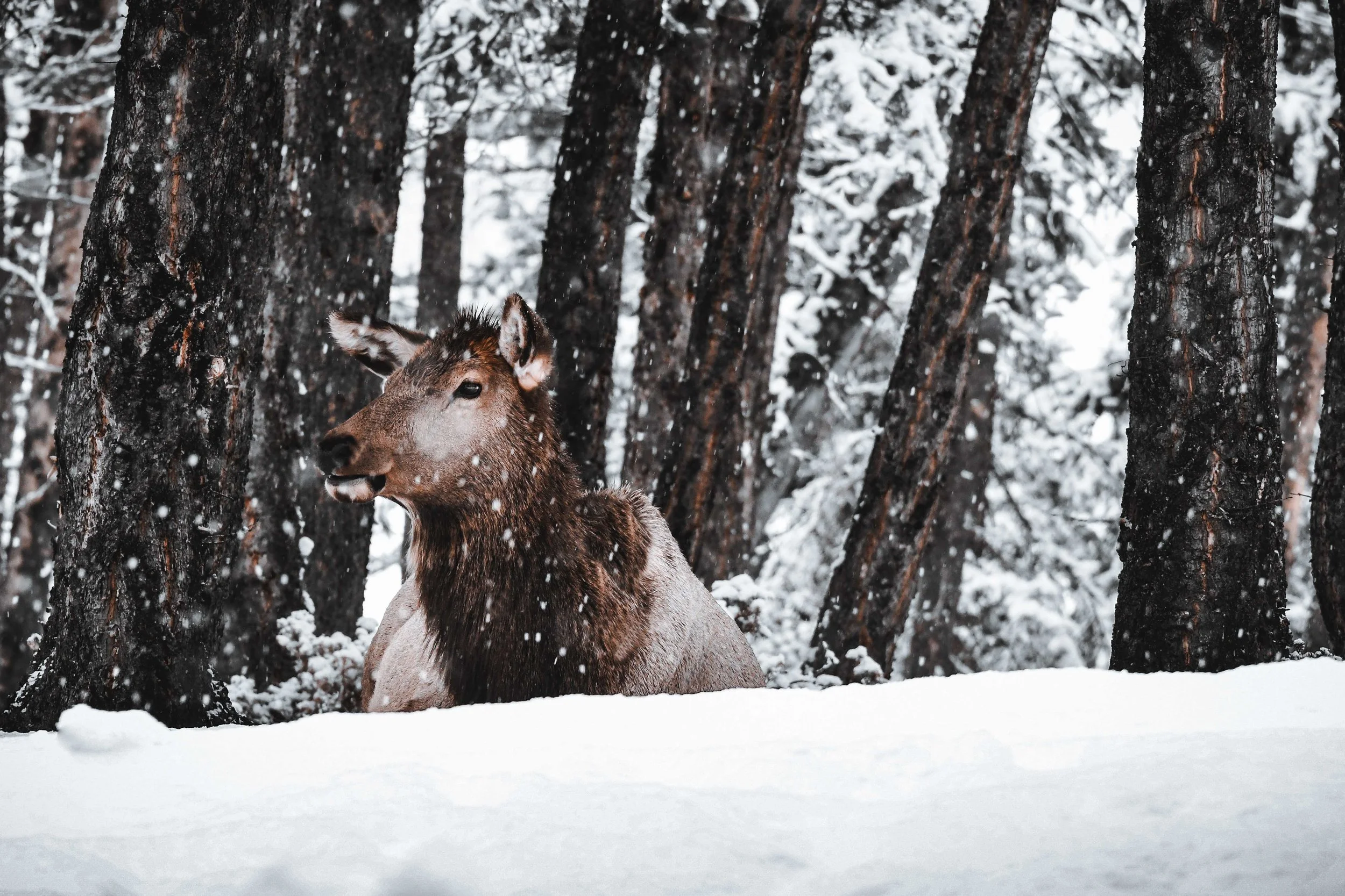 elk 2.jpg