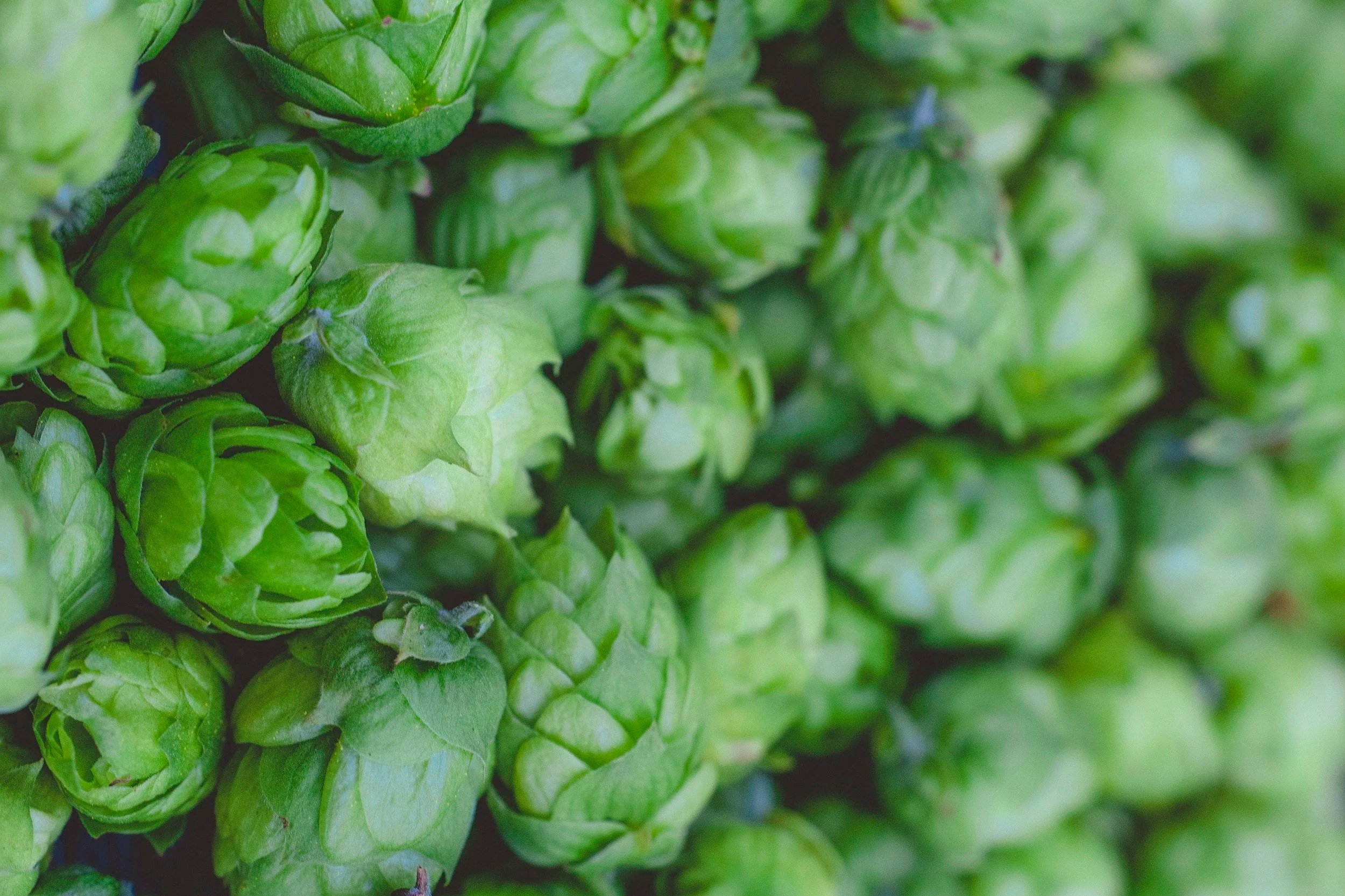 Brewery Social Media Ad