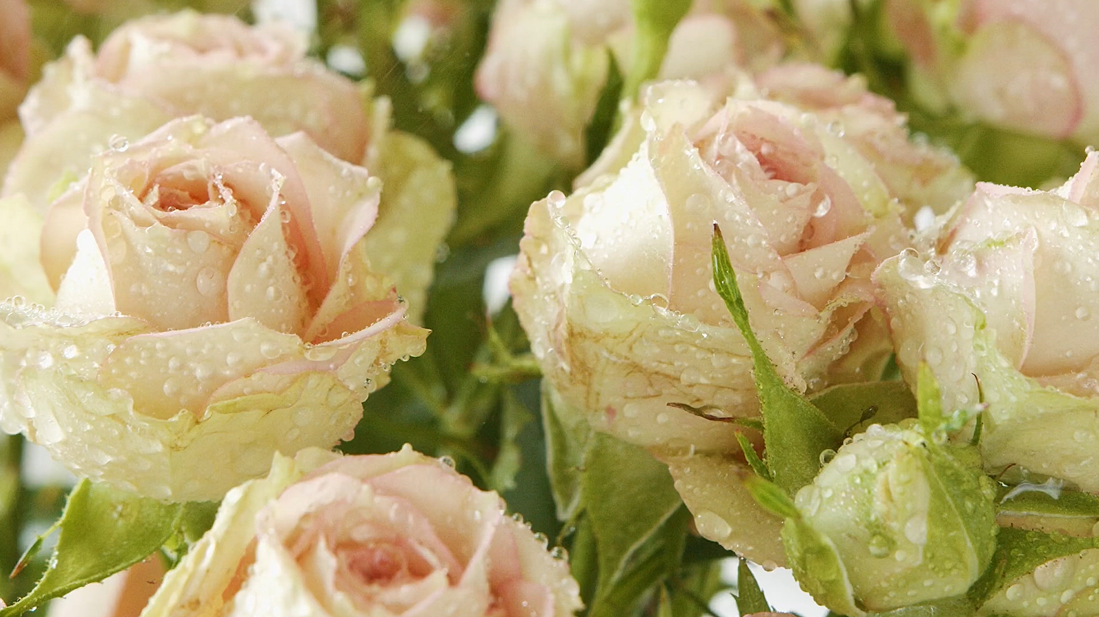 Roses Still Images.png