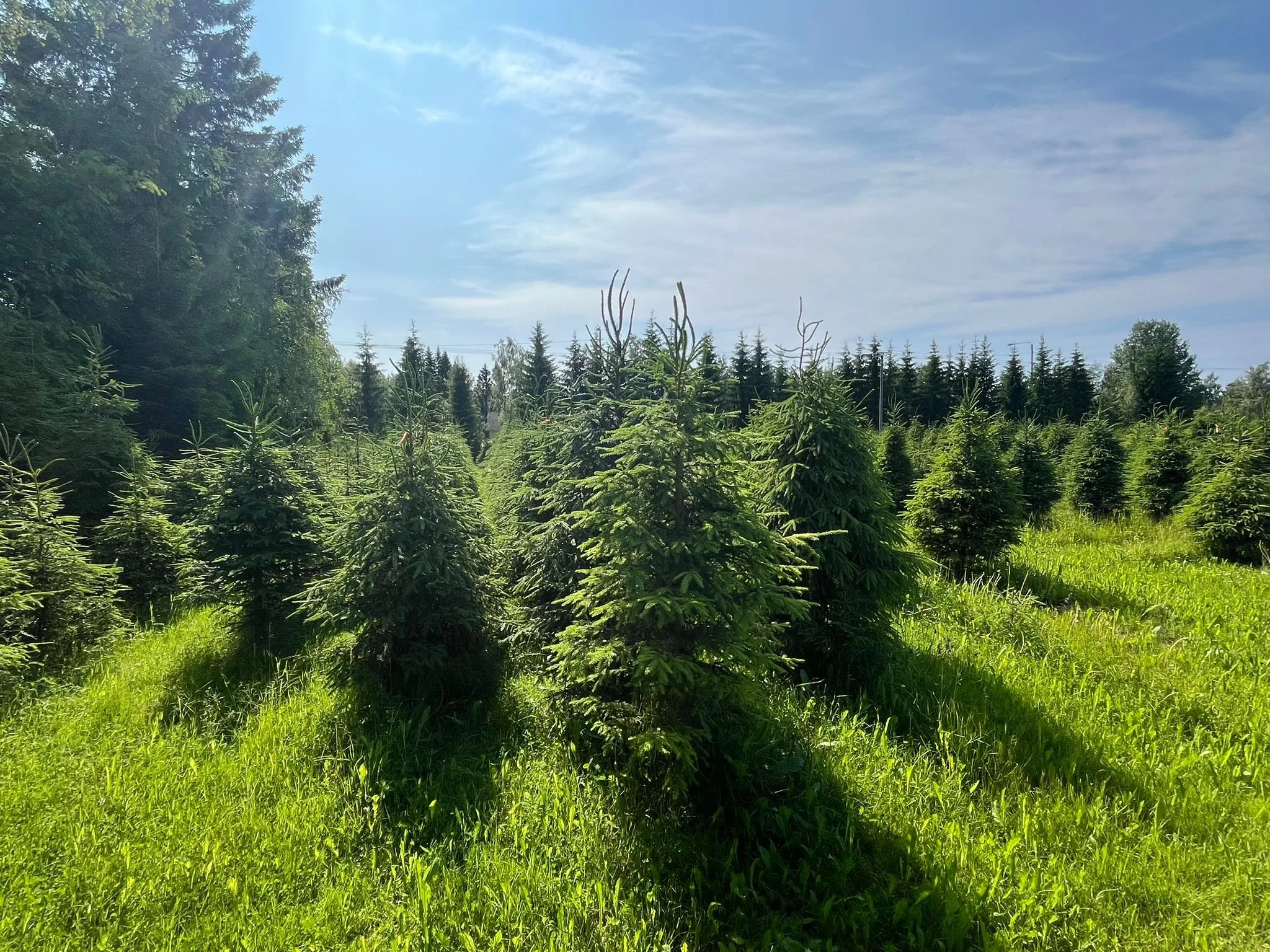 Niittymetsä nuorista havupuuista auringonpaisteessa, taivaan ja pilvien alla.