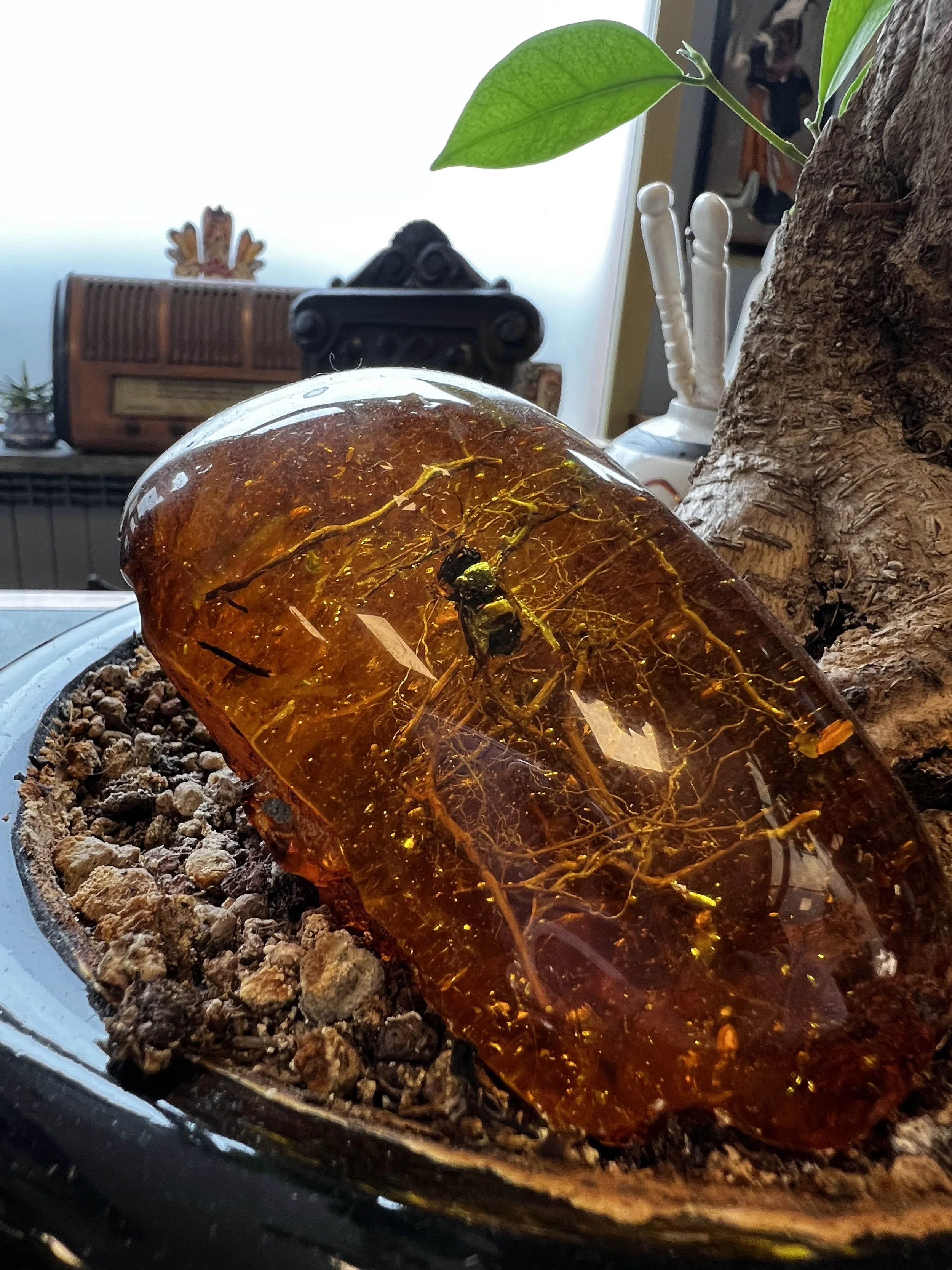 Resina di natura ambra con insetto all'interno, posizionata su un vaso di terracotta con terreno.