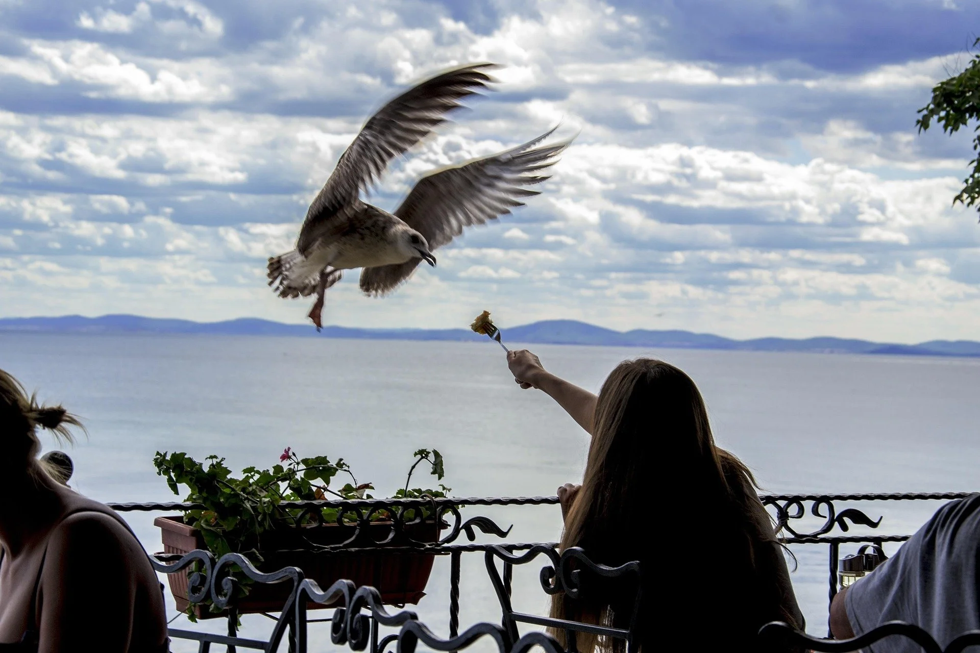 Person feeding a seagull with a flower on a balcony overlooking a body of water and mountains.