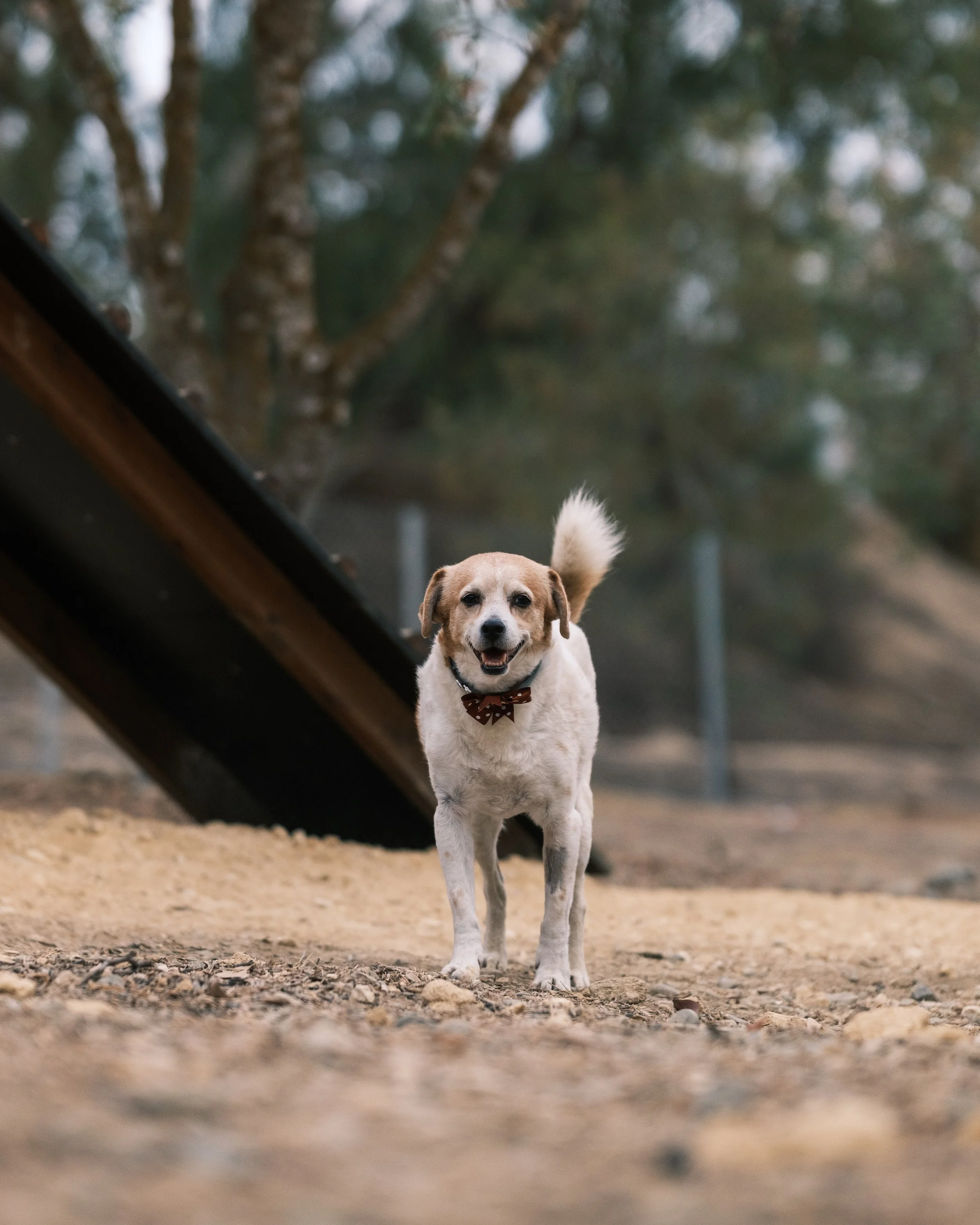 A happy dog with a brown and white coat, wearing a bow tie, standing outdoors on a sandy ground near a playground slide, with trees in the background.
