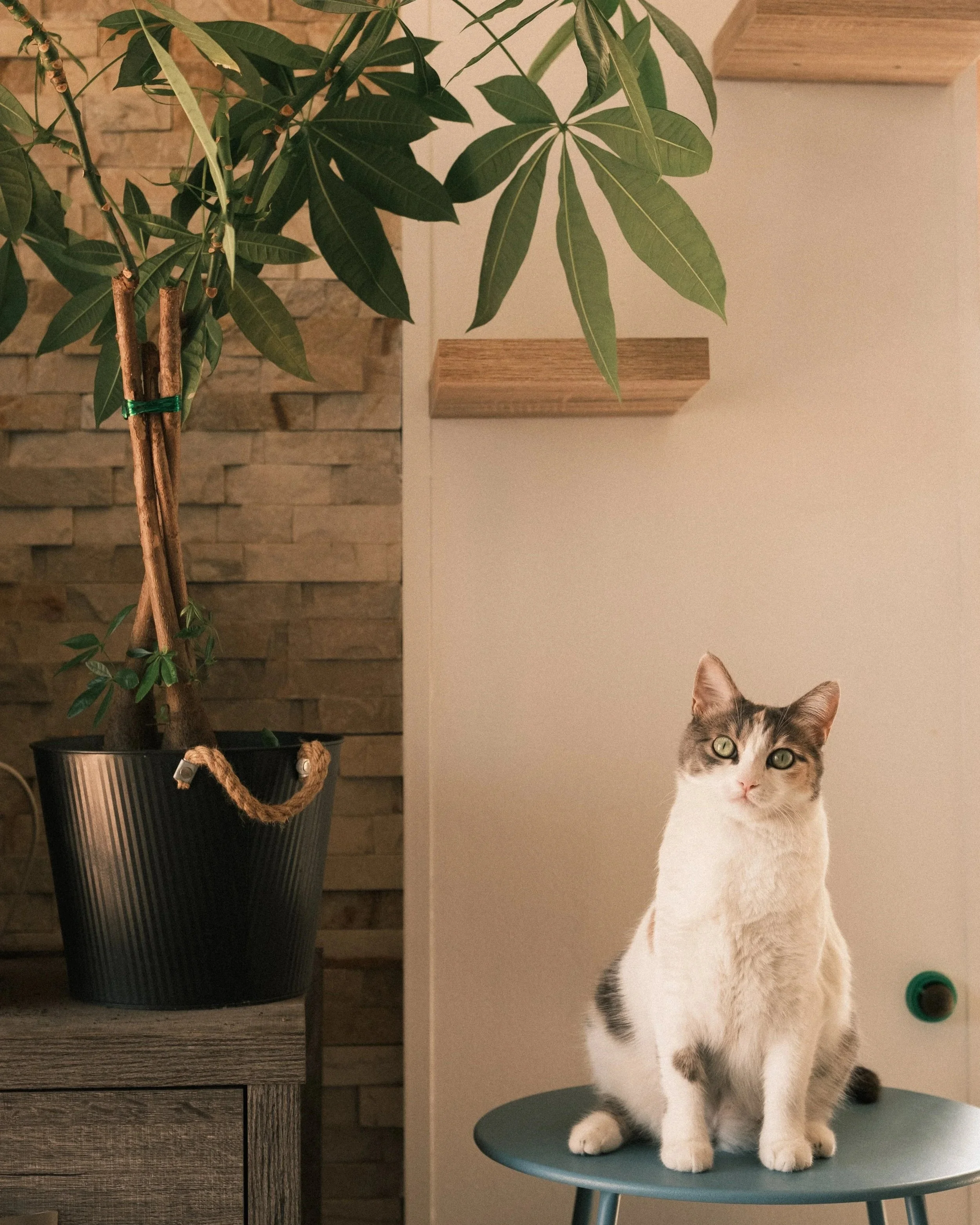 A cat with a white coat and gray patches sitting on a gray table in a room with a textured stone wall and a large potted plant with green leaves.