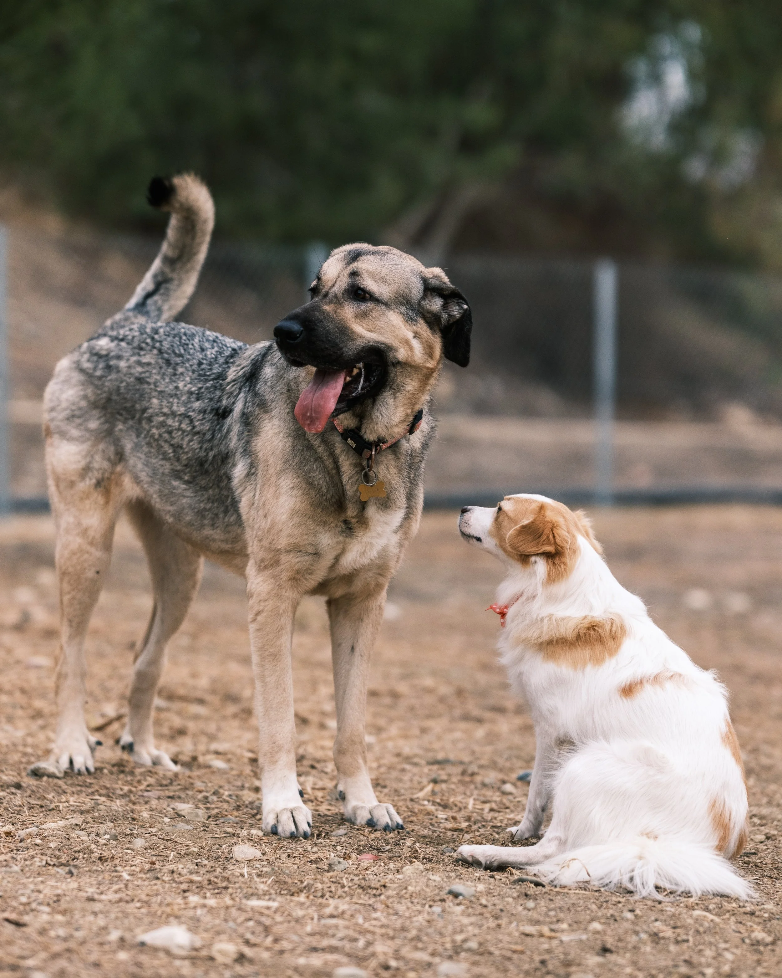 Two dogs, a large shepherd mix standing and a small canine sitting on dirt ground in a park.