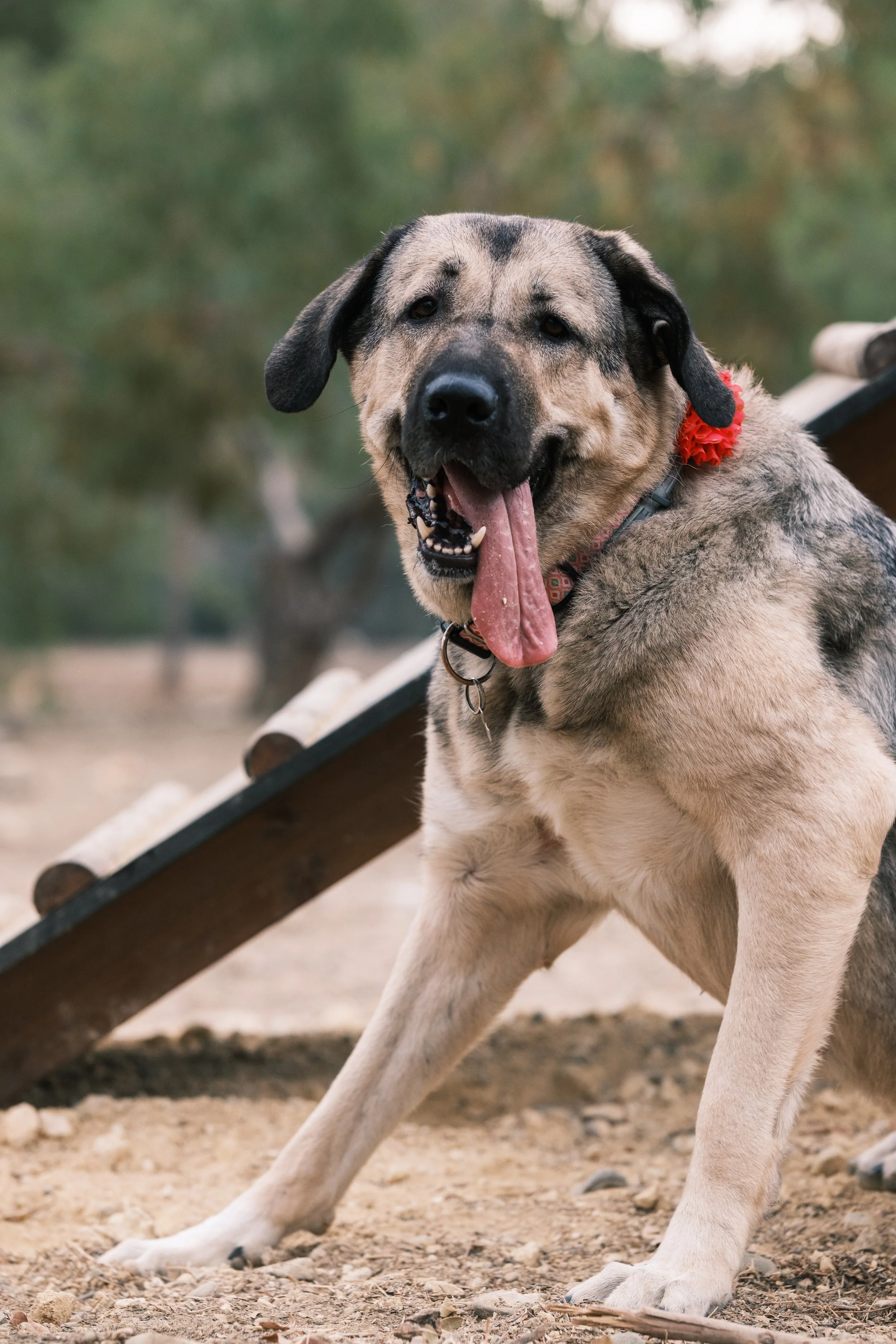 A happy large dog, possibly a Mastiff mix, with a brindle coat, floppy ears, and a red flower collar, sitting outdoors with its tongue hanging out.