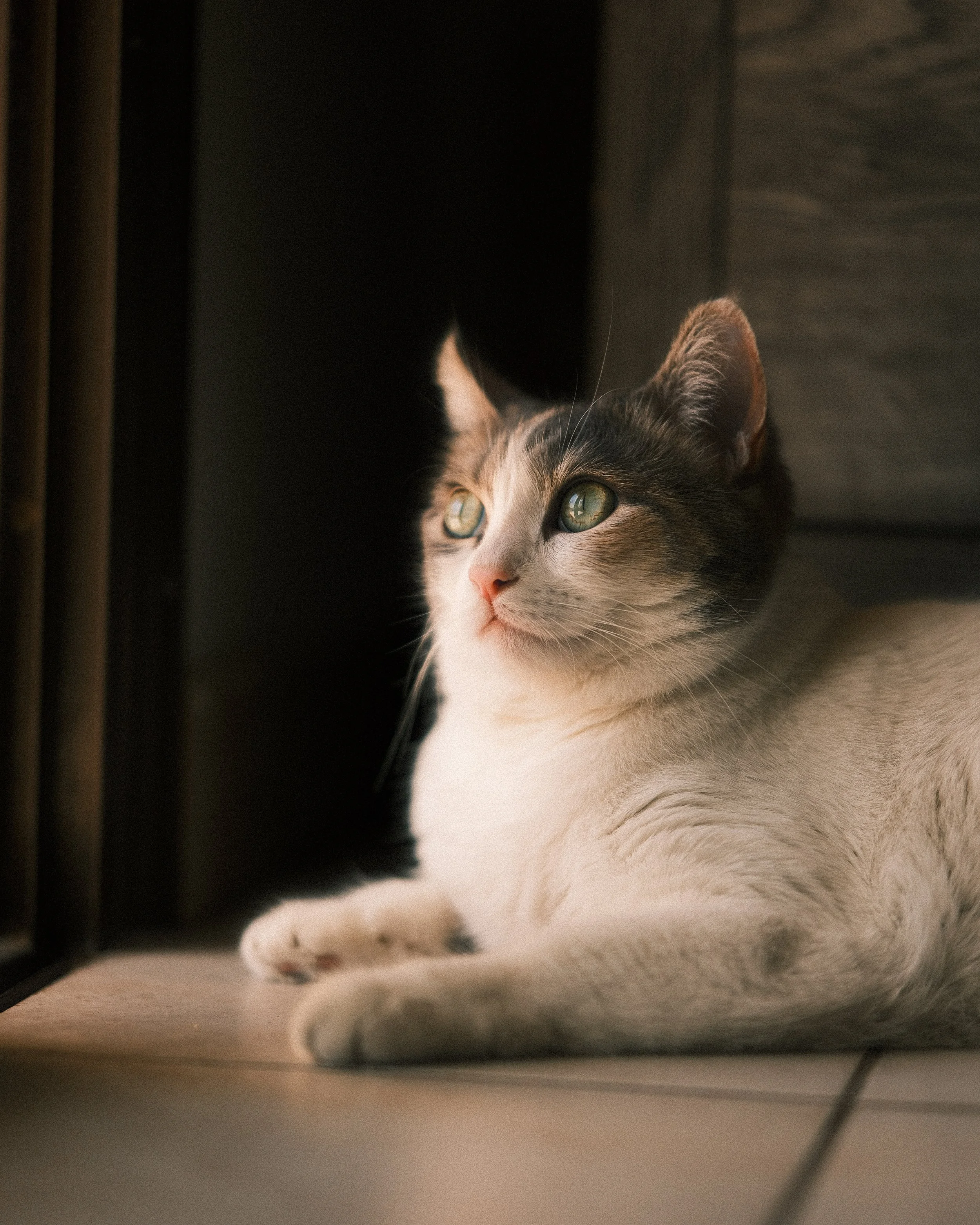 A close-up of a calico cat lying on the floor near a dark corner, gazing outside with green eyes in natural lighting.