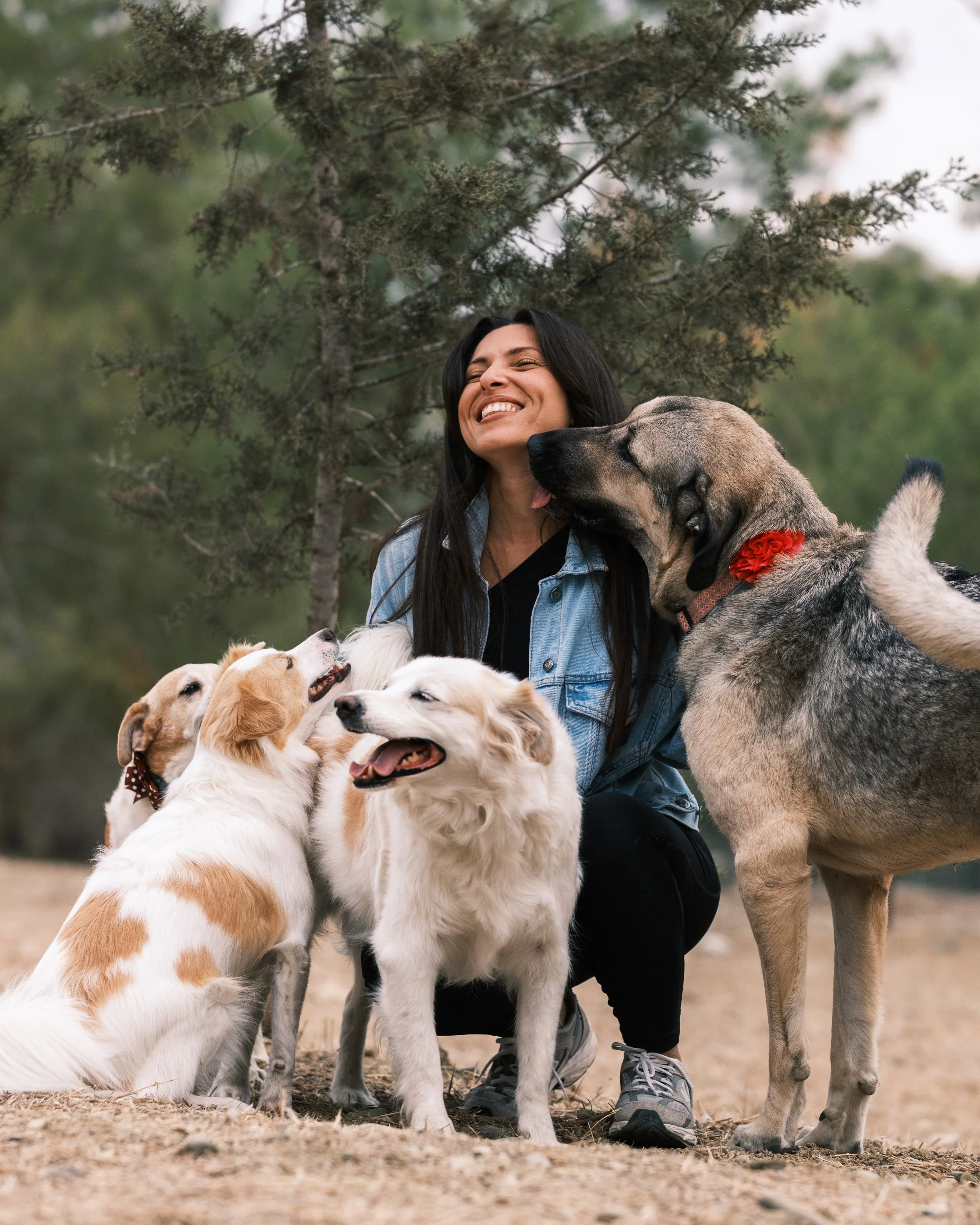 A woman smiling and sitting outside surrounded by five dogs, with a large dog licking her cheek and other dogs sitting and looking up.