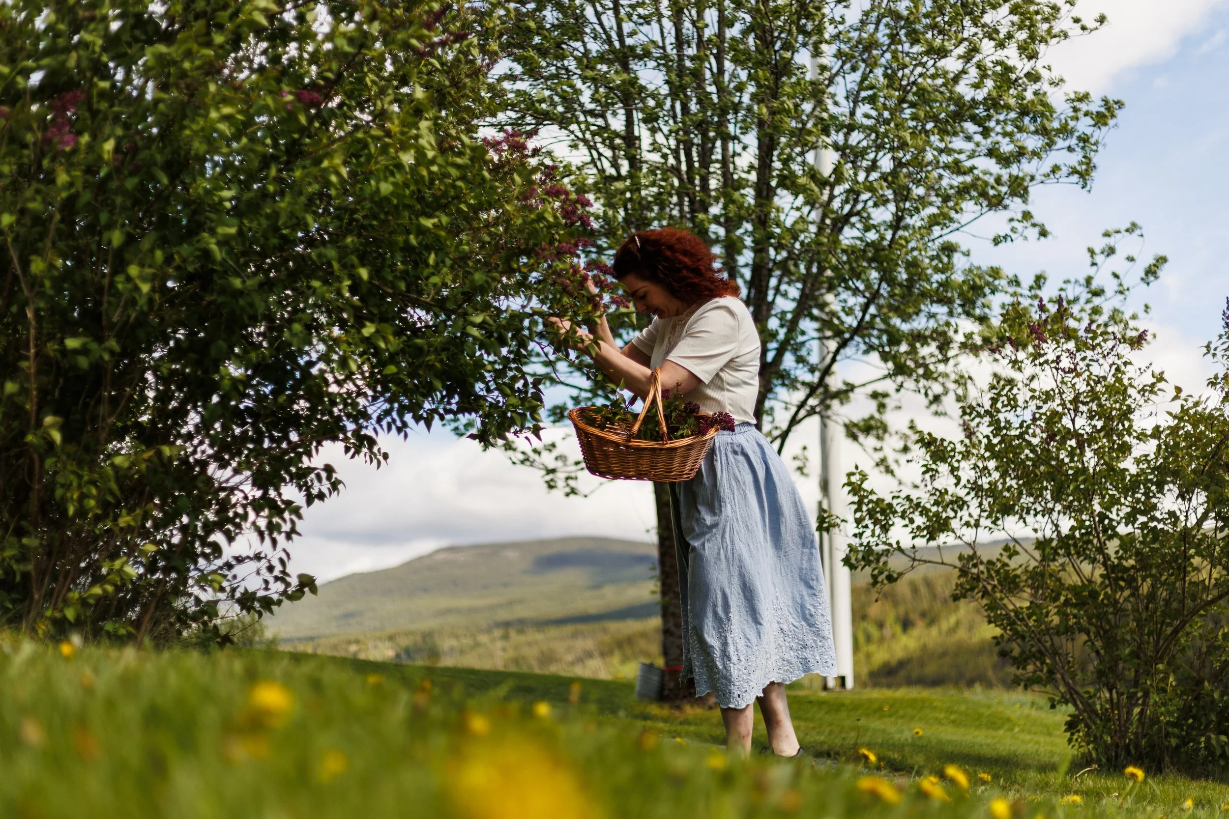 A woman picking flowers in a garden on a sunny day, standing near a tree with a basket hanging from her arm.
