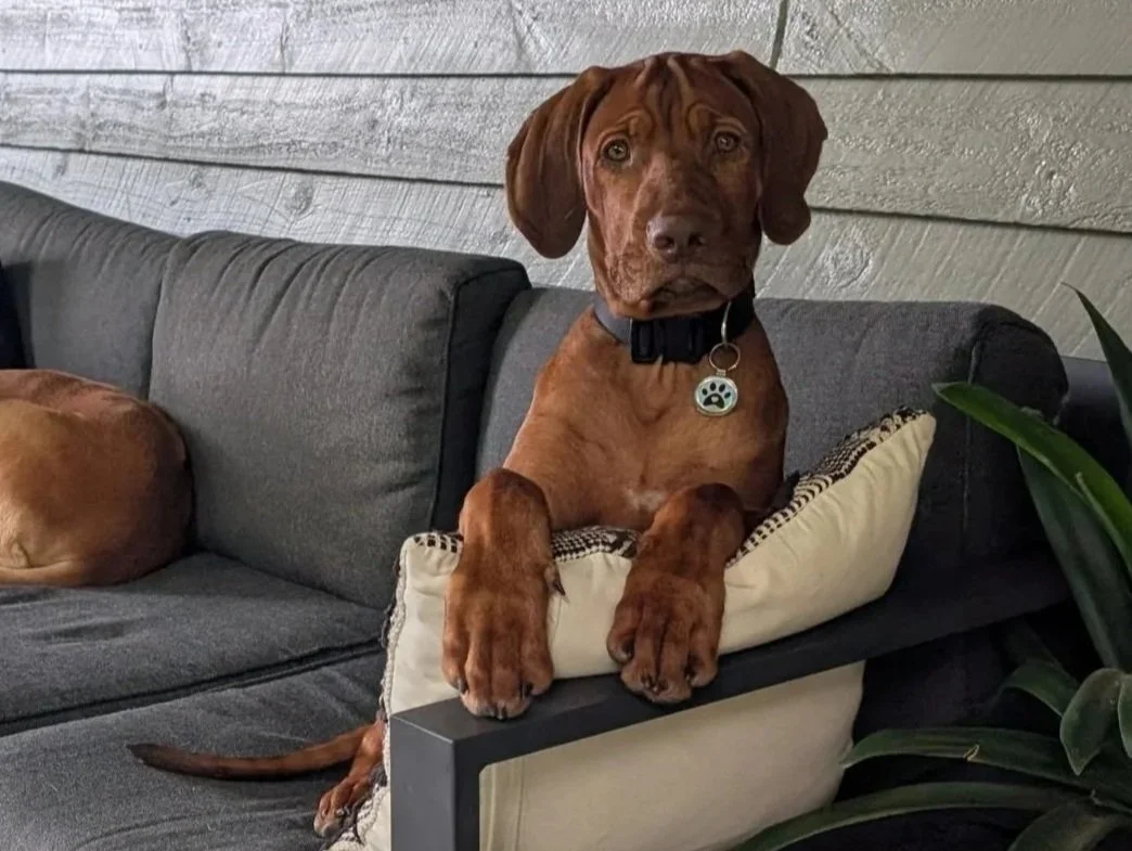 A brown Rhodesian Ridgeback dog a black collar and a paw-shaped tag is sitting on a couch with its front paws resting on a pillow, looking directly at the camera. Another dog is lying down partially visible on the couch.
