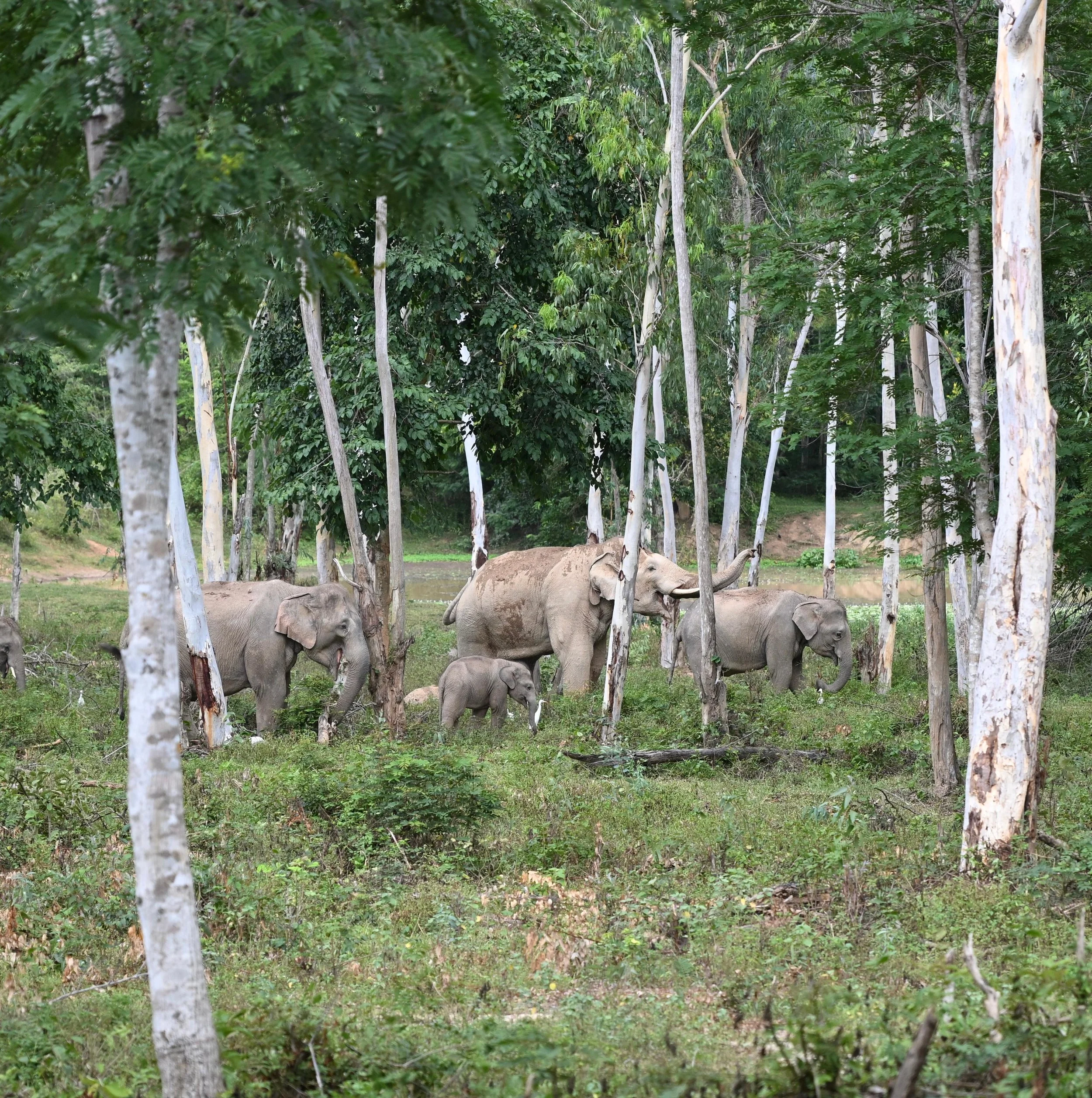 Elephants moving quietly through a forested landscape