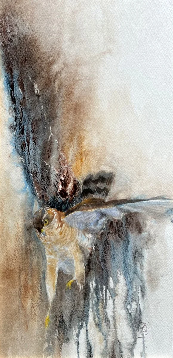 Dramatic watercolour painting of a sparrowhawk coming in to land with wings stretched high above