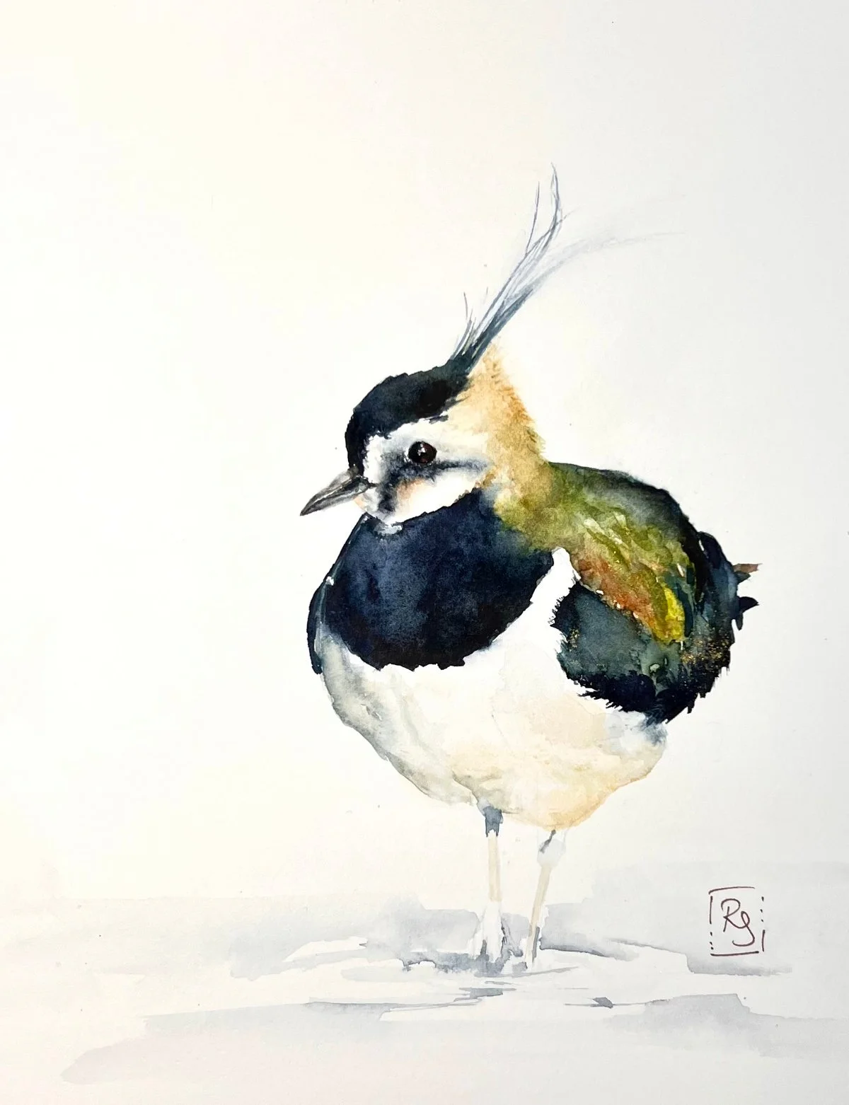 Lapwing Watercolour Painting