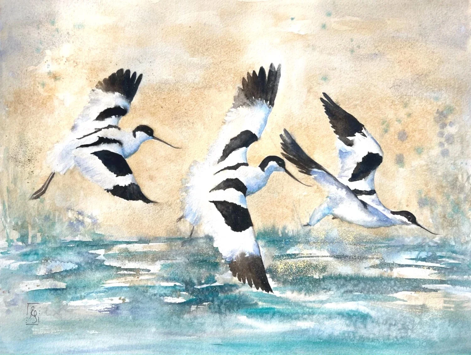 Avocets.jpg