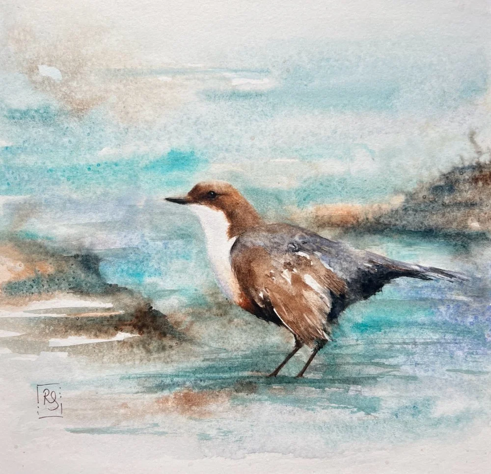 Watercolour painting of a dipper poised in the water amongst the rocks