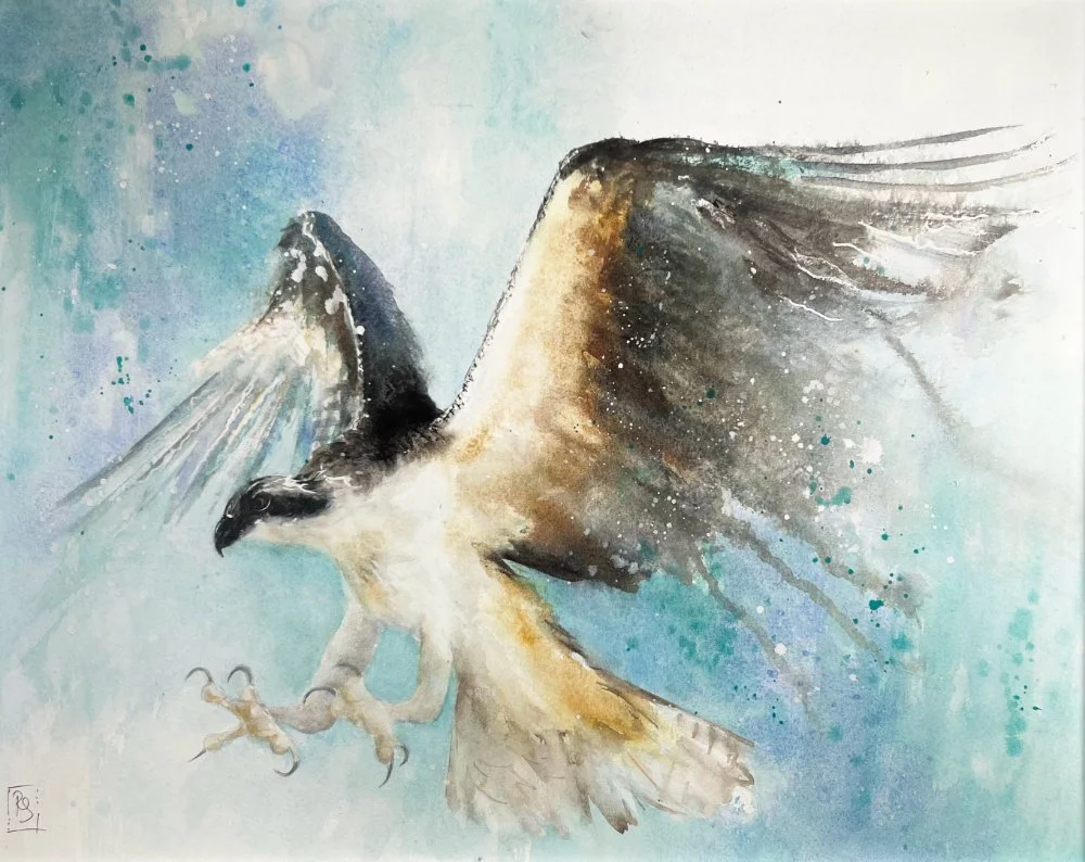 Watercolour painting of an osprey descending from the sky with claws and wings outstretched