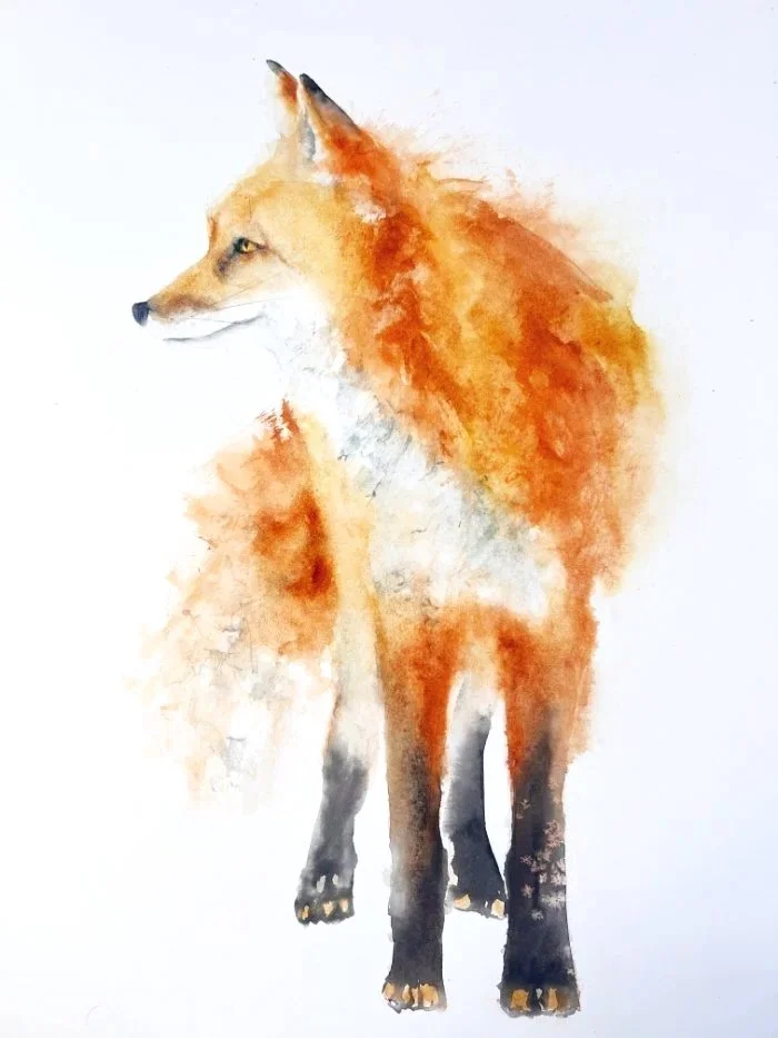 Watercolour painting of a solitary red fox , front on, as it looks off to the side. Beautiful rich russets, deep browns and ochre.