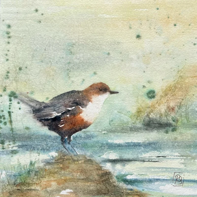 watercolour painting of a dipper on a rock by the river