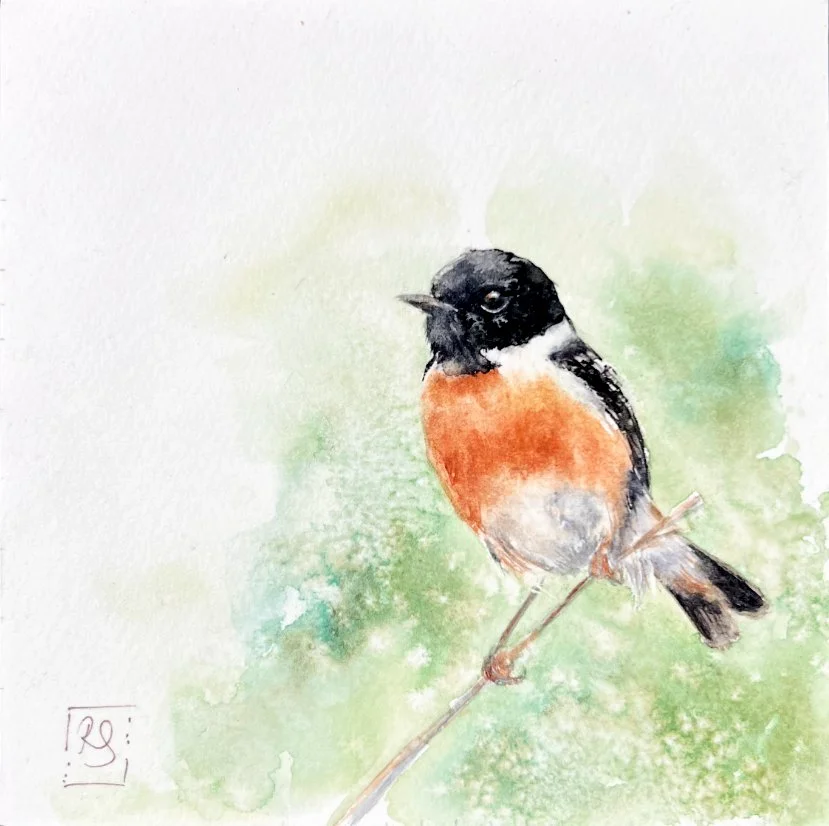 Stonechat_2026_whole.jpg