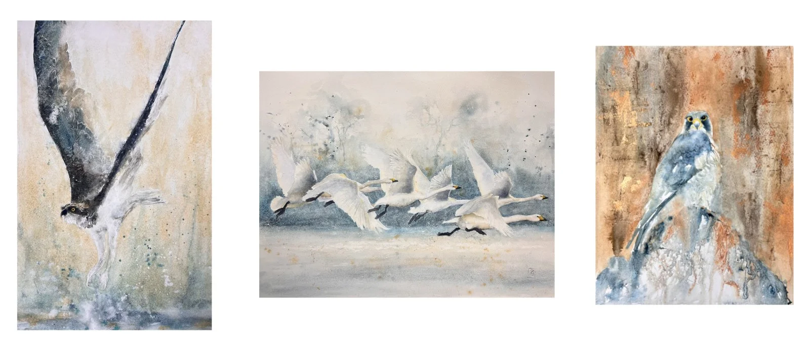 Three watercolour paintings in a row - osprey, whooper swans and peregrine falcon