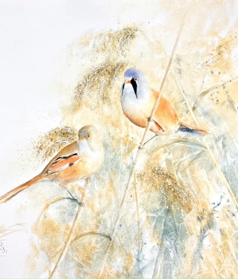 Bearded Tits - ‘Amongst the Reeds'